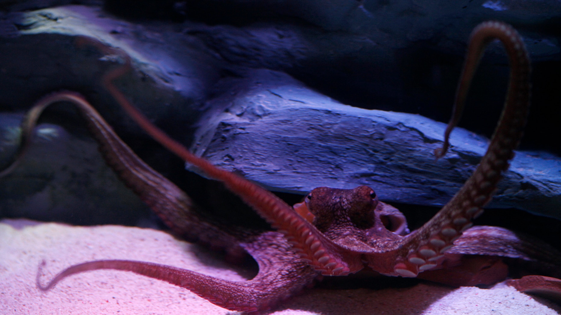 A group of more than 100 octopus "moms" and their eggs were found clustered about 2 miles below the ocean's surface off the Pacific coast of Costa Rica.
