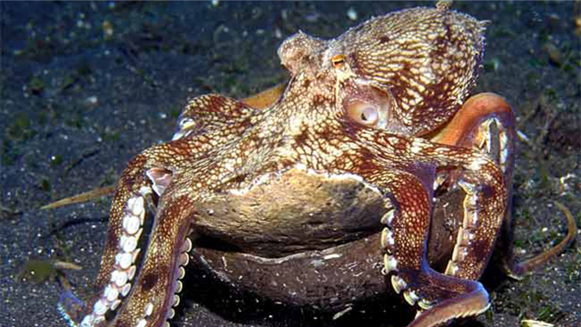 A veined octopus (Amphioctopus marginatus) moves while carrying two stacked coconut shell halves that it uses for shelter.