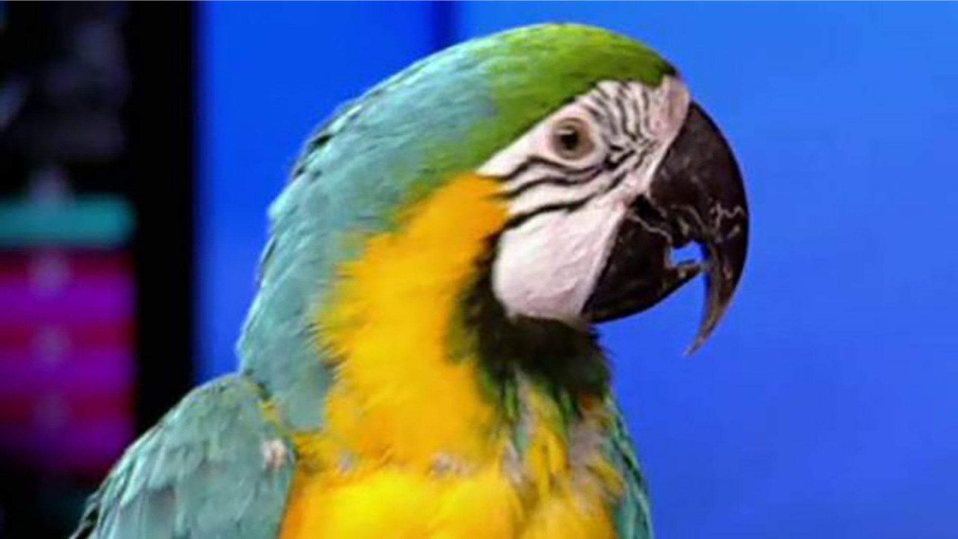 More than 600 birds, including Macaws, were removed from an Ohio home.