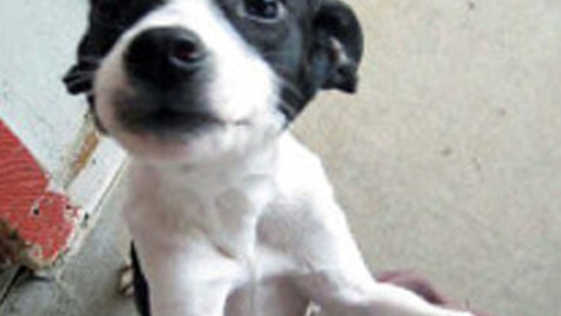 Oklahoma puppy declared dead is found alive and well and needs a home.