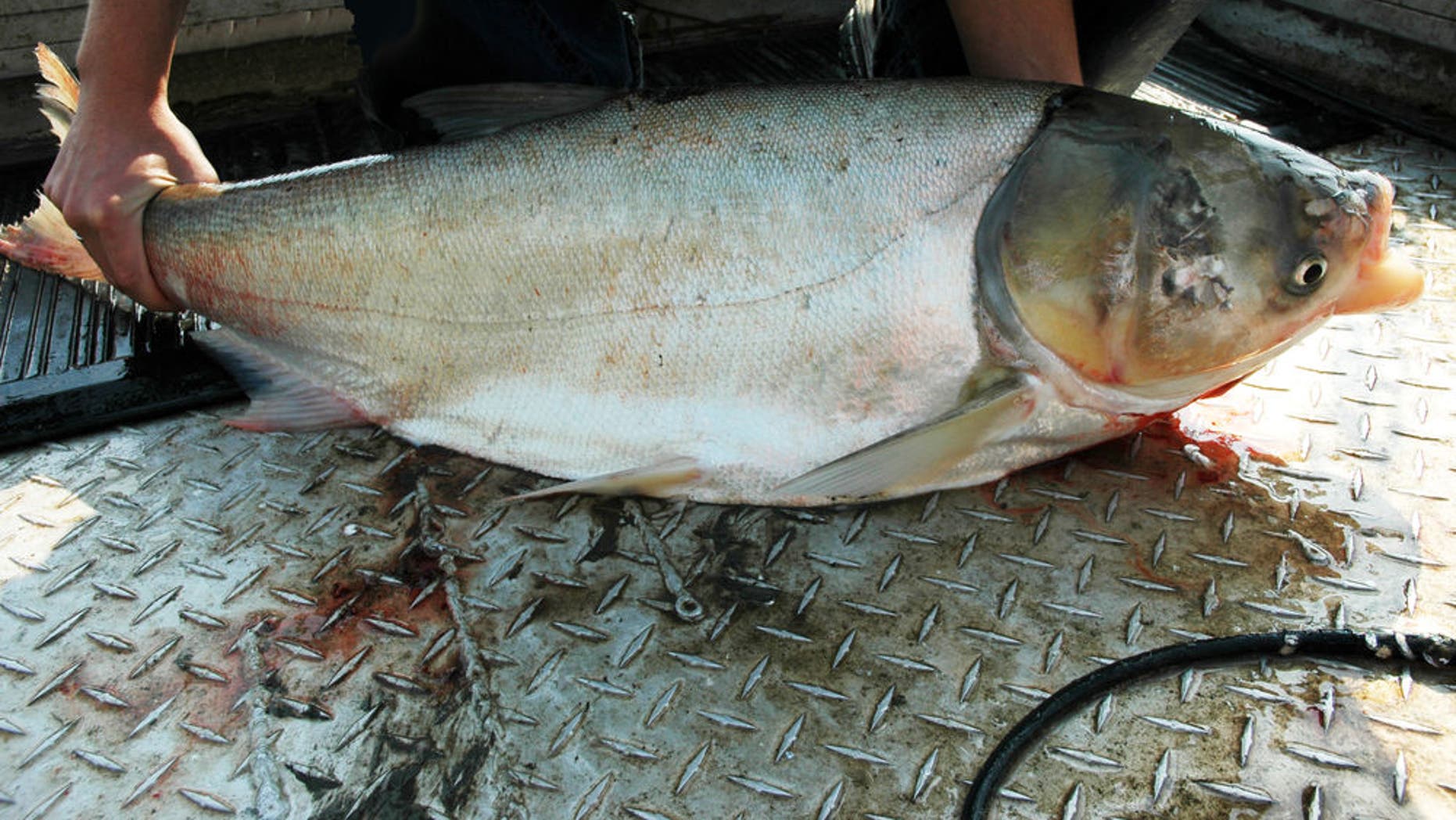 Stop Asian carp, earn $1 million | Fox News