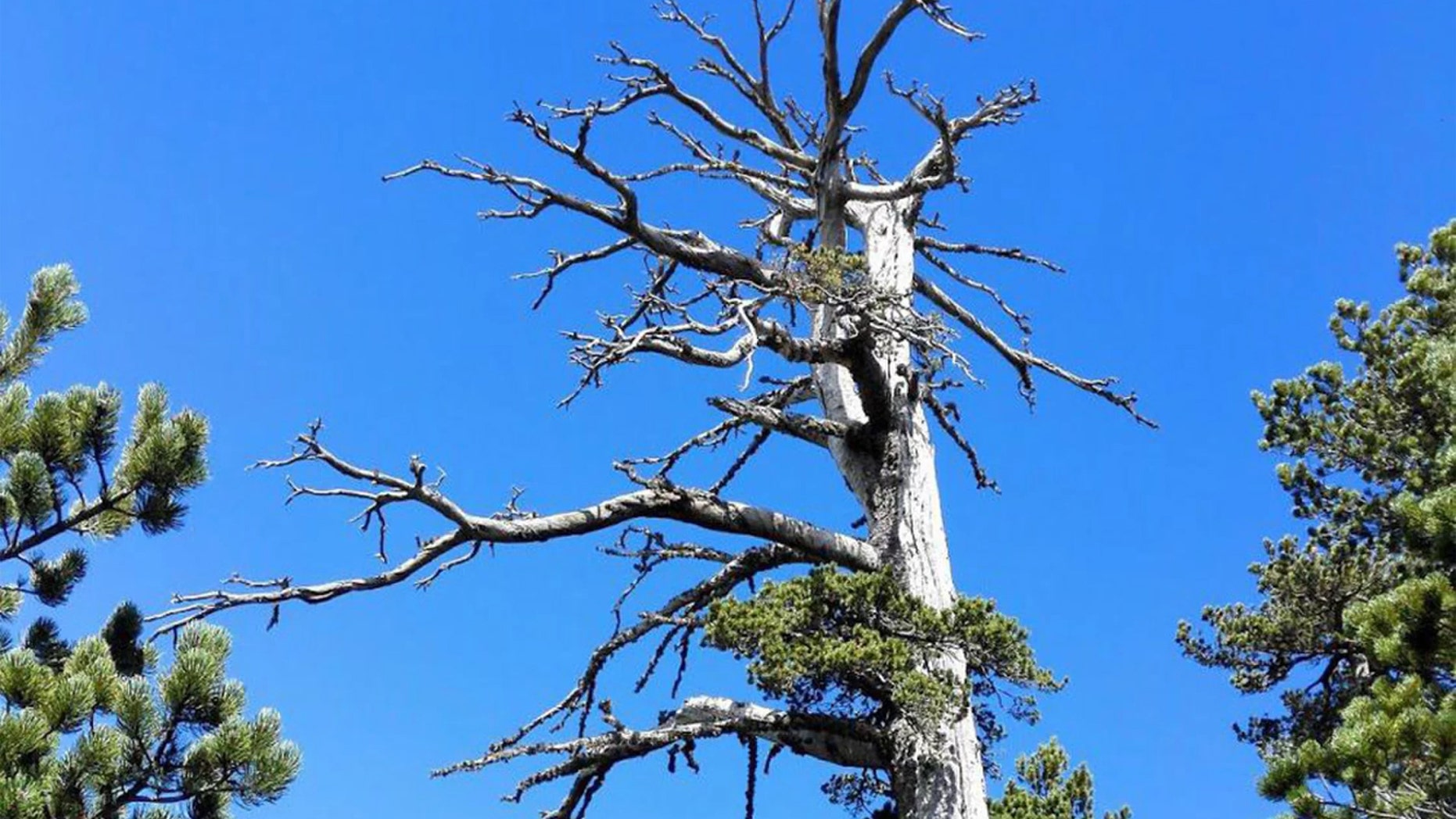Meet Italus, a 1,230-year-old pine tree from Italy who just became the oldest scientifically-dated tree in Europe. Credit: Gianluca Piovesan