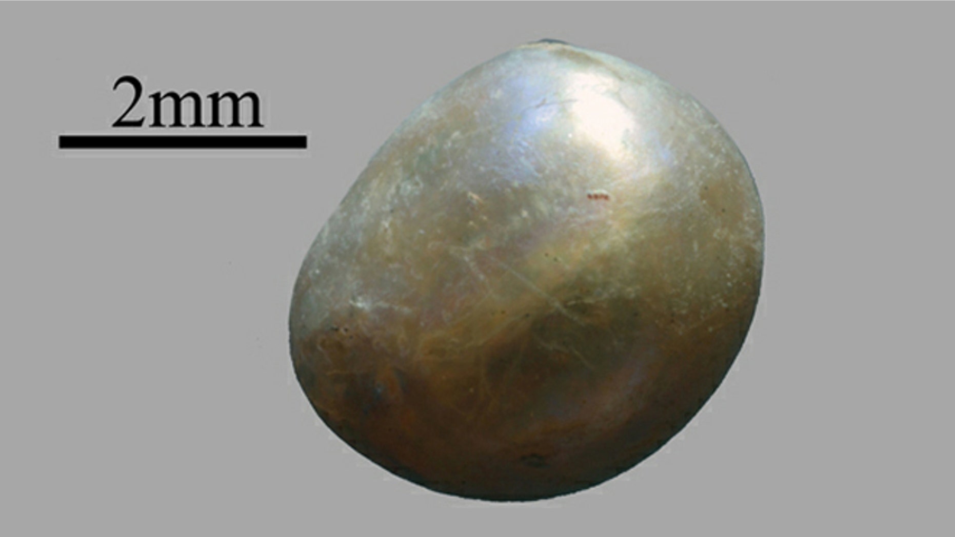 Over 7,500 years old, this ancient Arabian pearl measures only 0.07 inches.