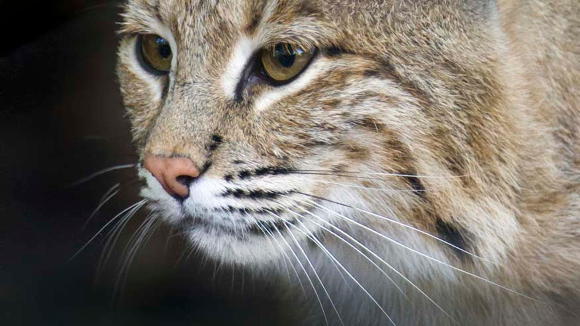 This photo provided by the Smithsonian's National Zoo shows Ollie, a female bobcat the the zoo.