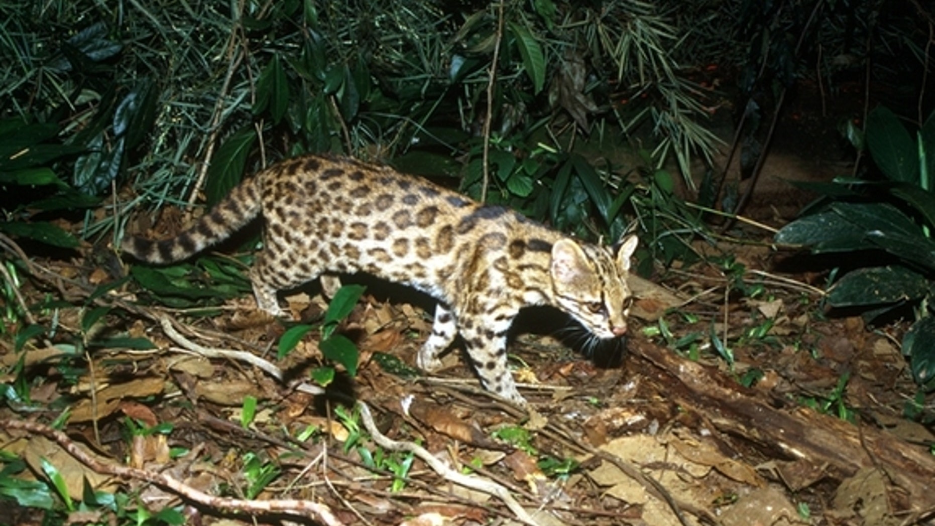 An oncilla (<em>Leopardus guttulus</em>) found in southern Brazil. They are one of the smallest cats in South America, maxing out at 3 kilograms (about 6.5 lbs.).
