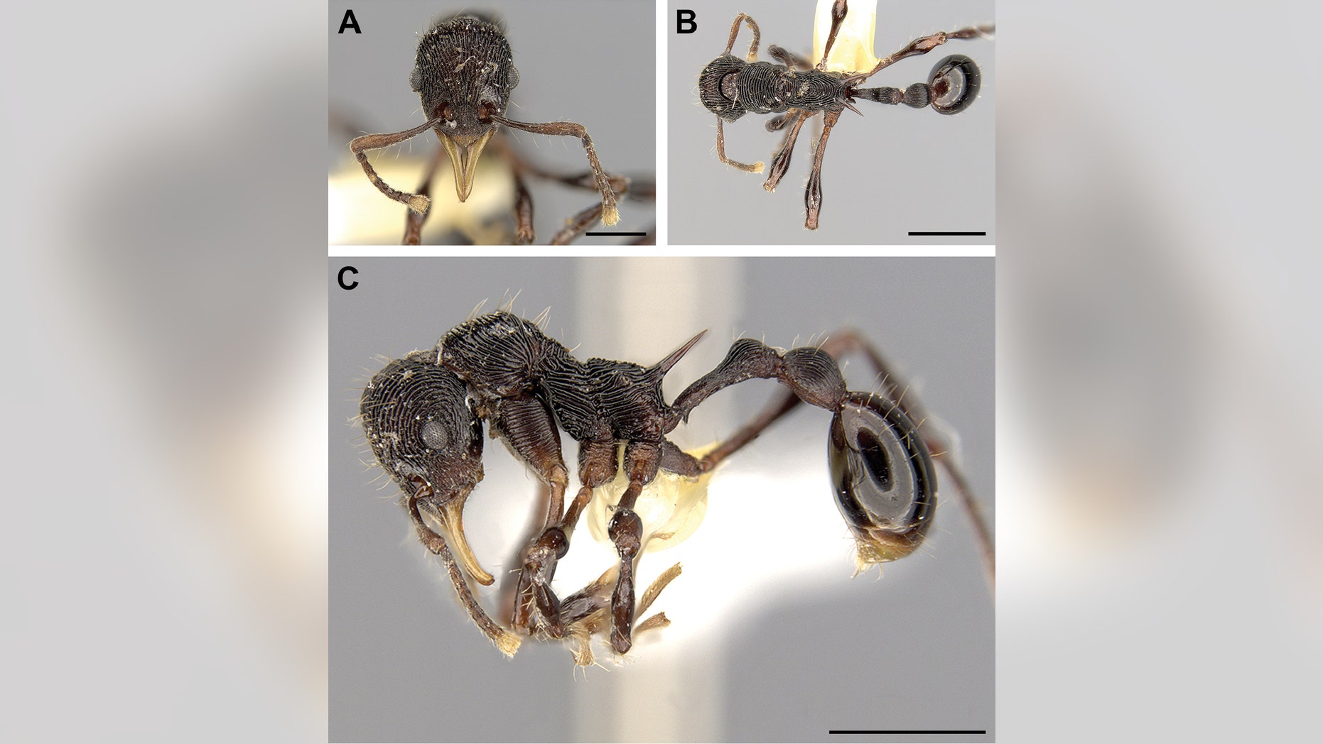 The new ant species, as shown in the journal ZooKeys.