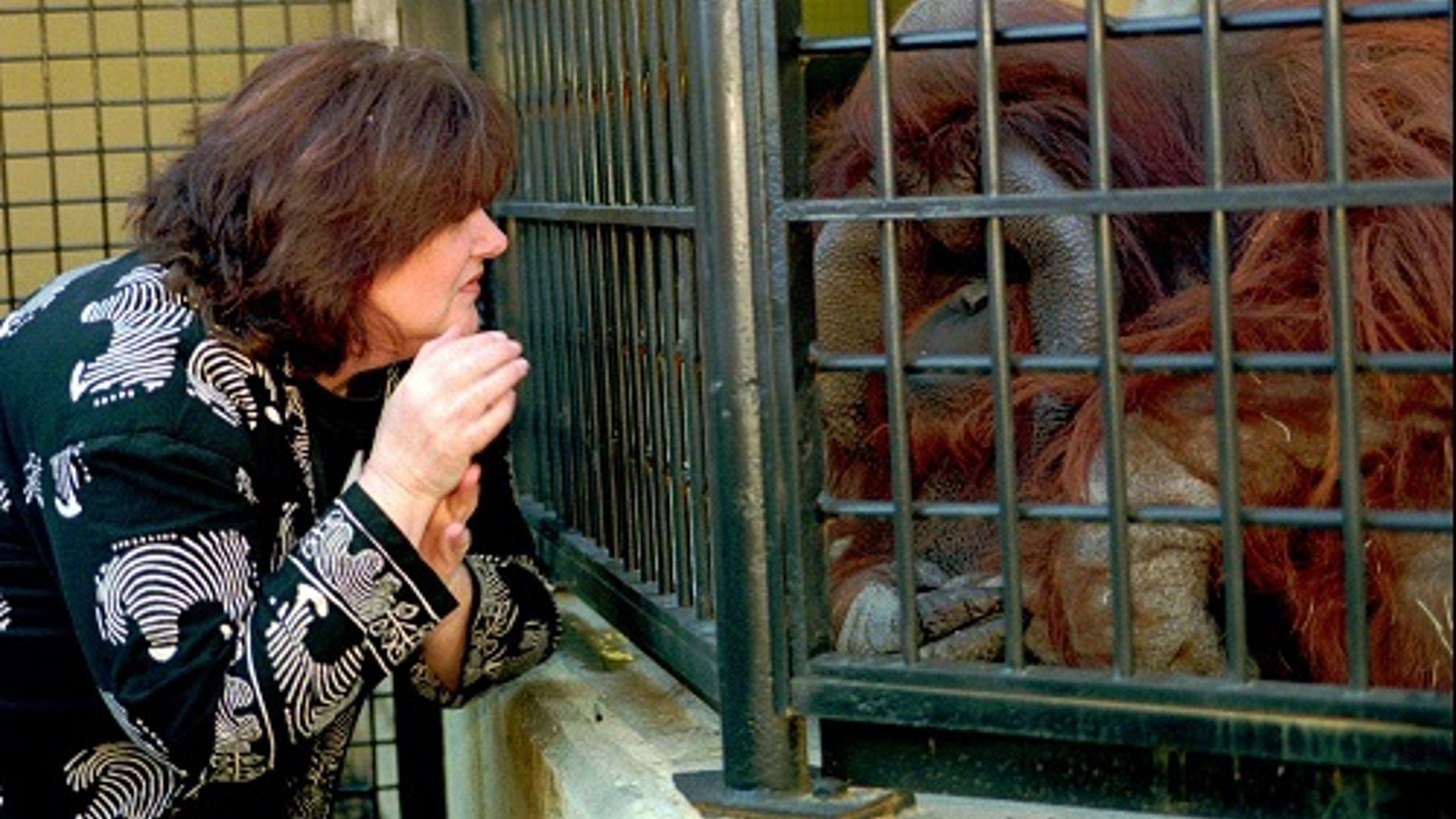 Chantek became one of the first primates to communicate using American Sign Language.