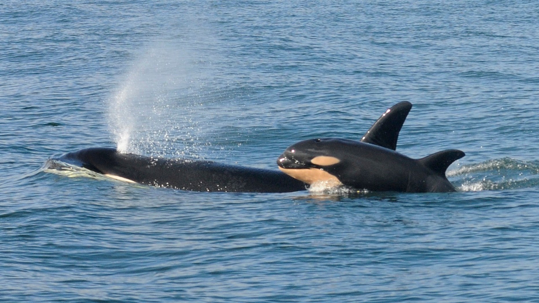 Scientists discover killer whales engage in infanticide, just like many other mammal species.