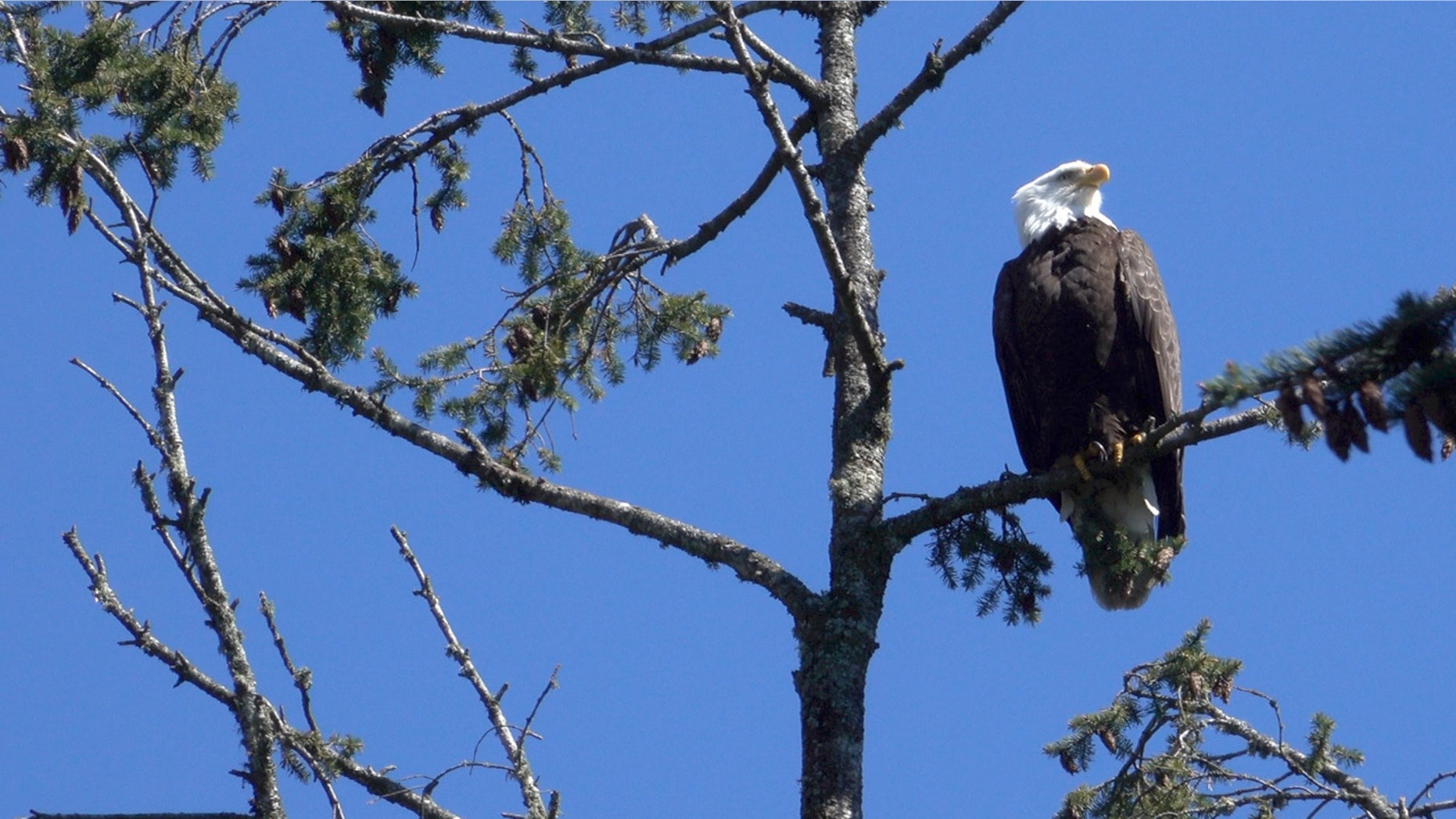 A wild bald eagle perches in a tree above the Oregon Zoo.