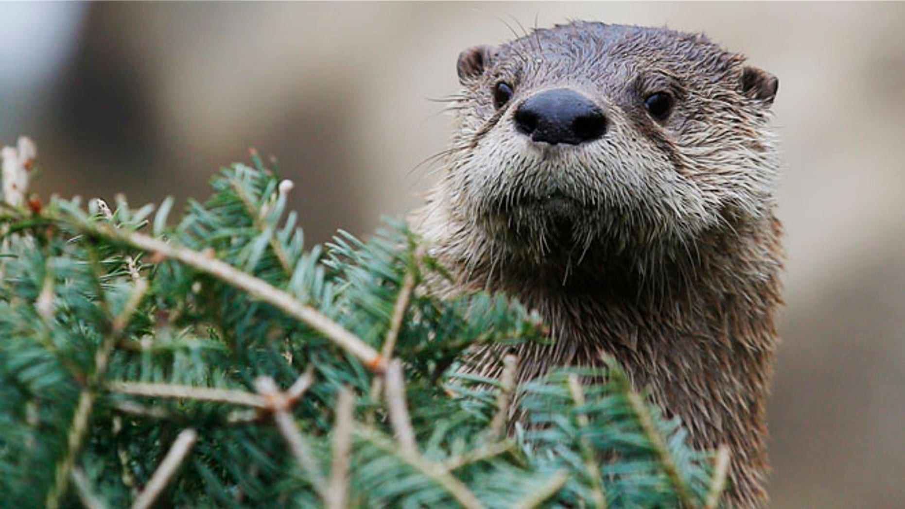 FILE 2014: A river otter attacked an 8-year-old boy and his grandmother as they were swimming in a Washington state river.