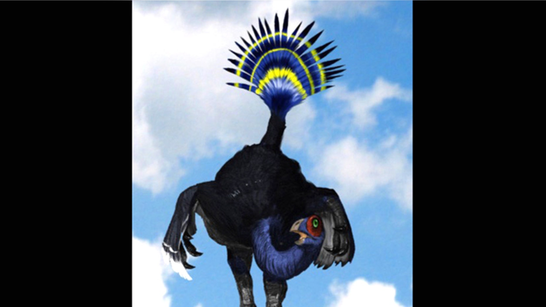 Like modern-day peacocks, Oviraptor dinosaurs may have strut their stuff by shaking a flexible tail feather like a fan.