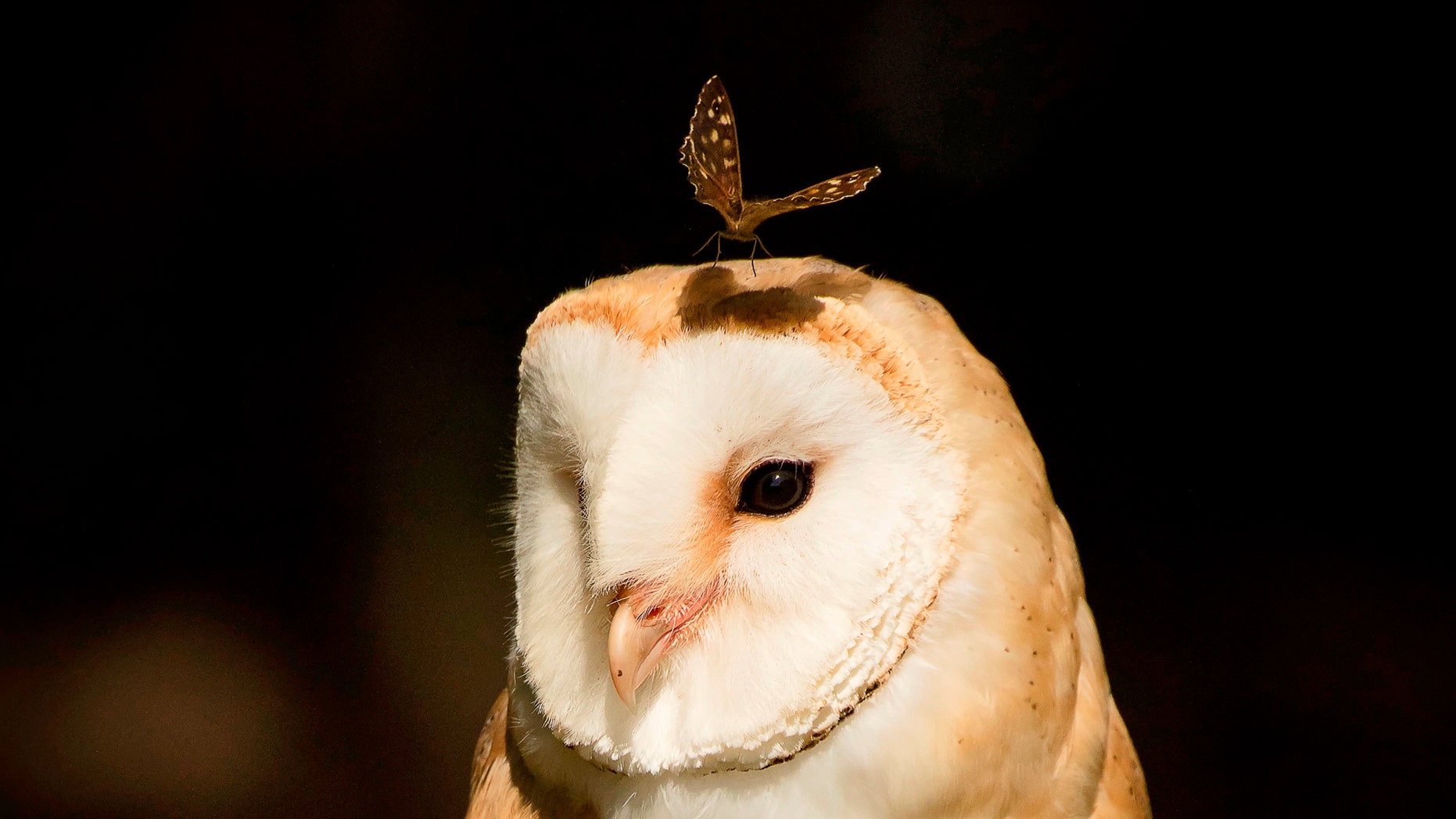 Stunning photo captures the butterfly landing on a barn owl's head
