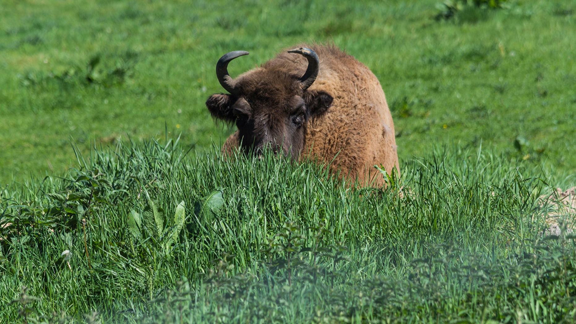 José Gordon says his oxen are raised in peak conditions in order to produce the tastiest meat.