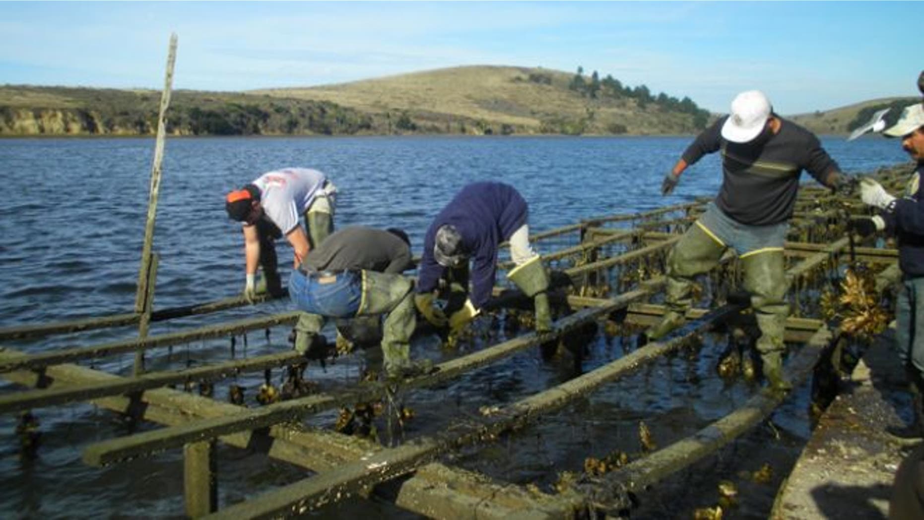 Employees harvest oysters at Drakes Bay Oyster Company, which produces nearly 460,000 pounds of shucked oysters annually and employs 30 people.