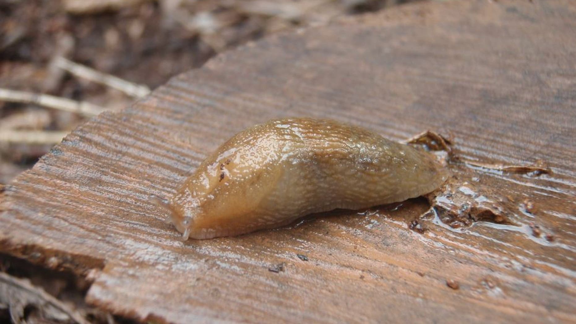 Run out of bait? Don't panic. You can still find meaty slugs and worms if you know where to look.