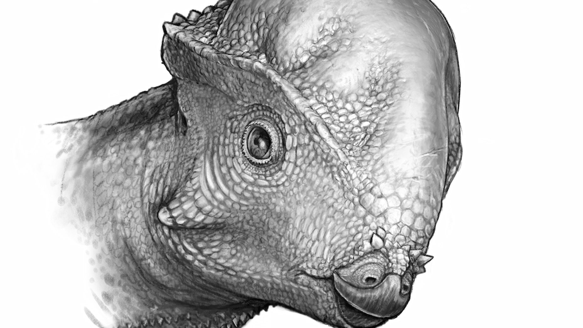 An artist's interpretation of the newly discovered pachycephalosaurus found in Utah.