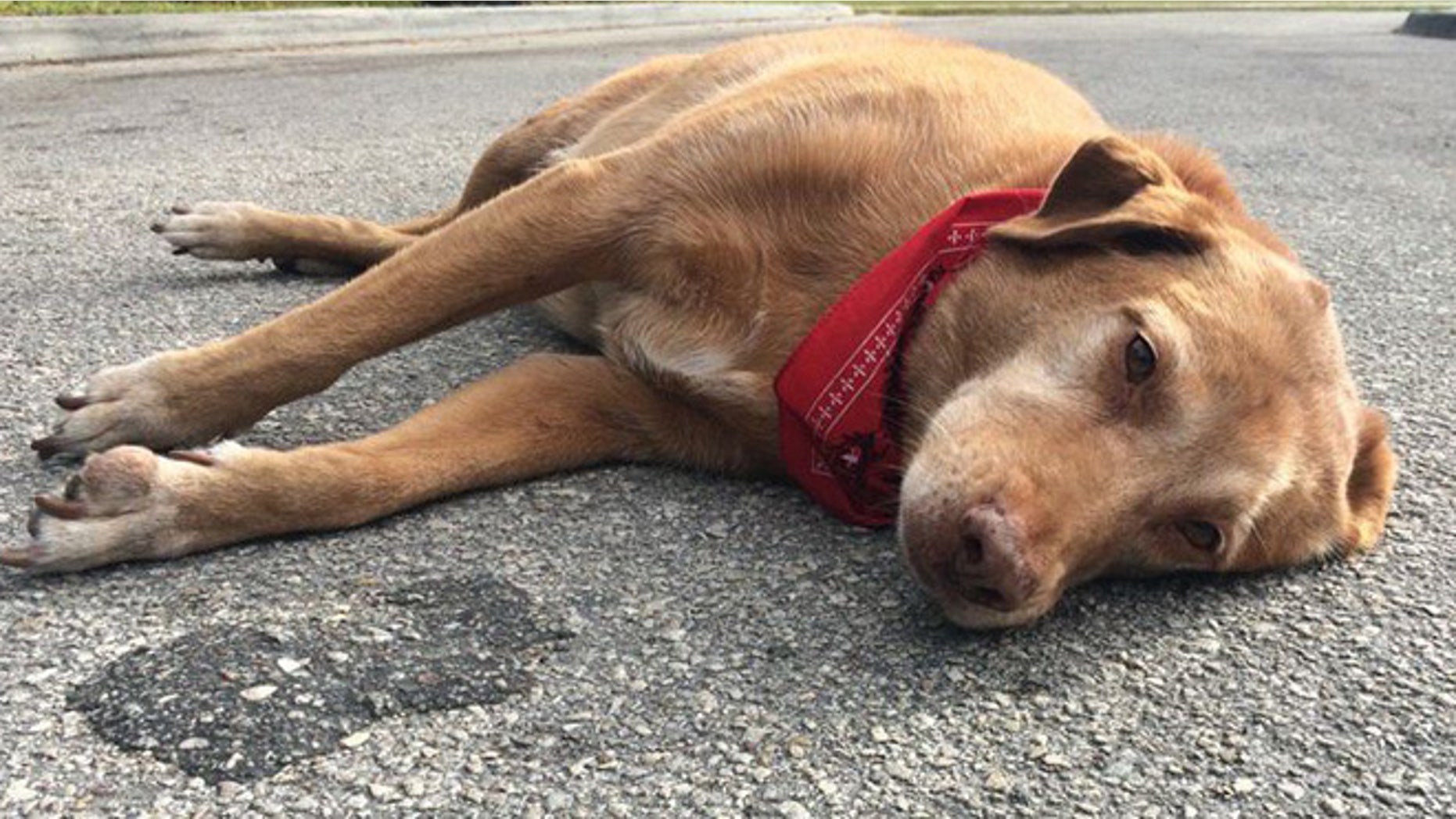 Paco remains at spot where his owner was dragged to her death by semi-truck.(ActionNewsJax)