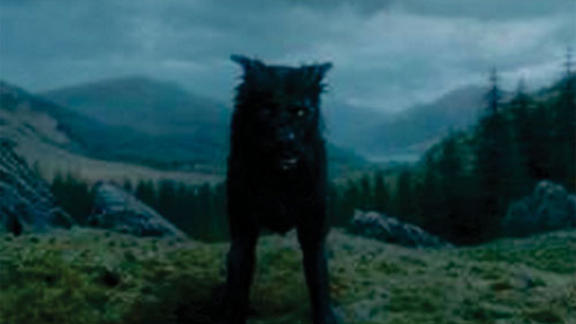 He's Got Padfoot At The Place Where It's Hidden 'Harry Potter' Dog Padfoot Found at Dog Shelter | Fox News
