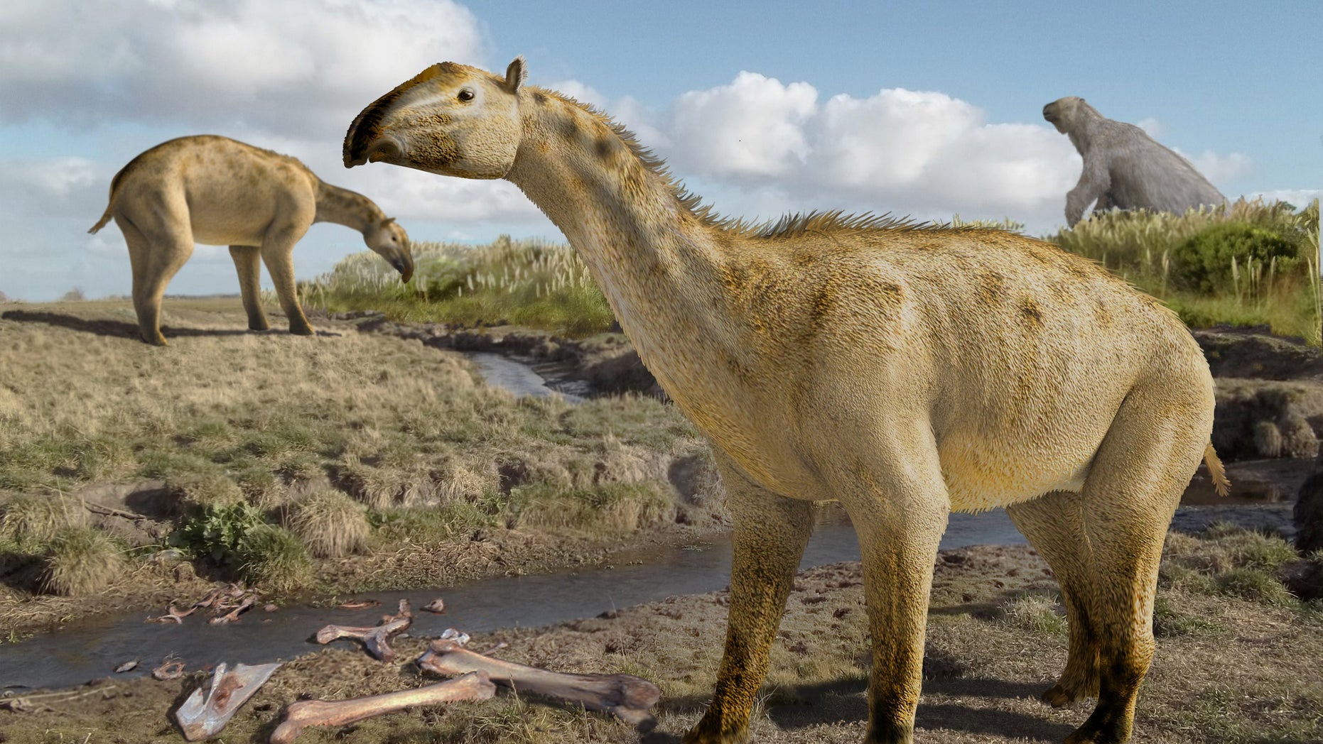 A rendering of the recently discovered Promacrauchenian.