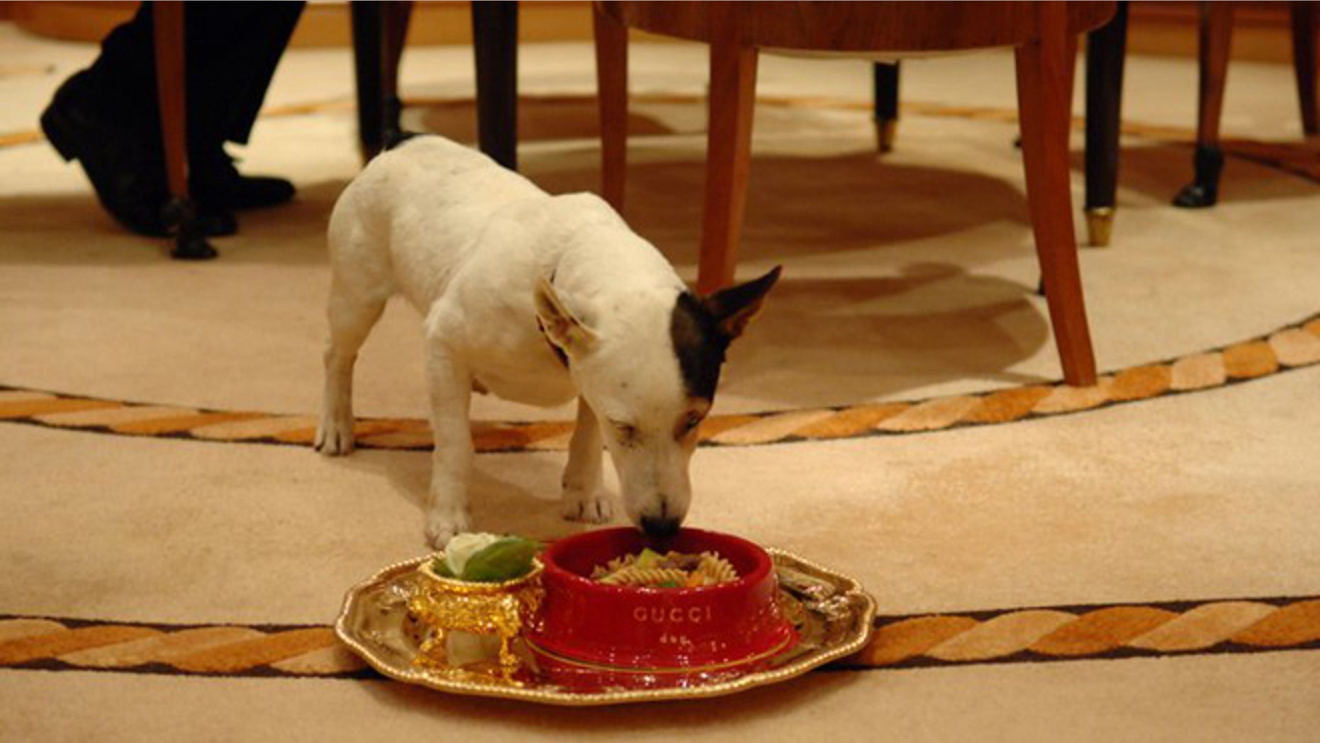 The VIP Pet Program