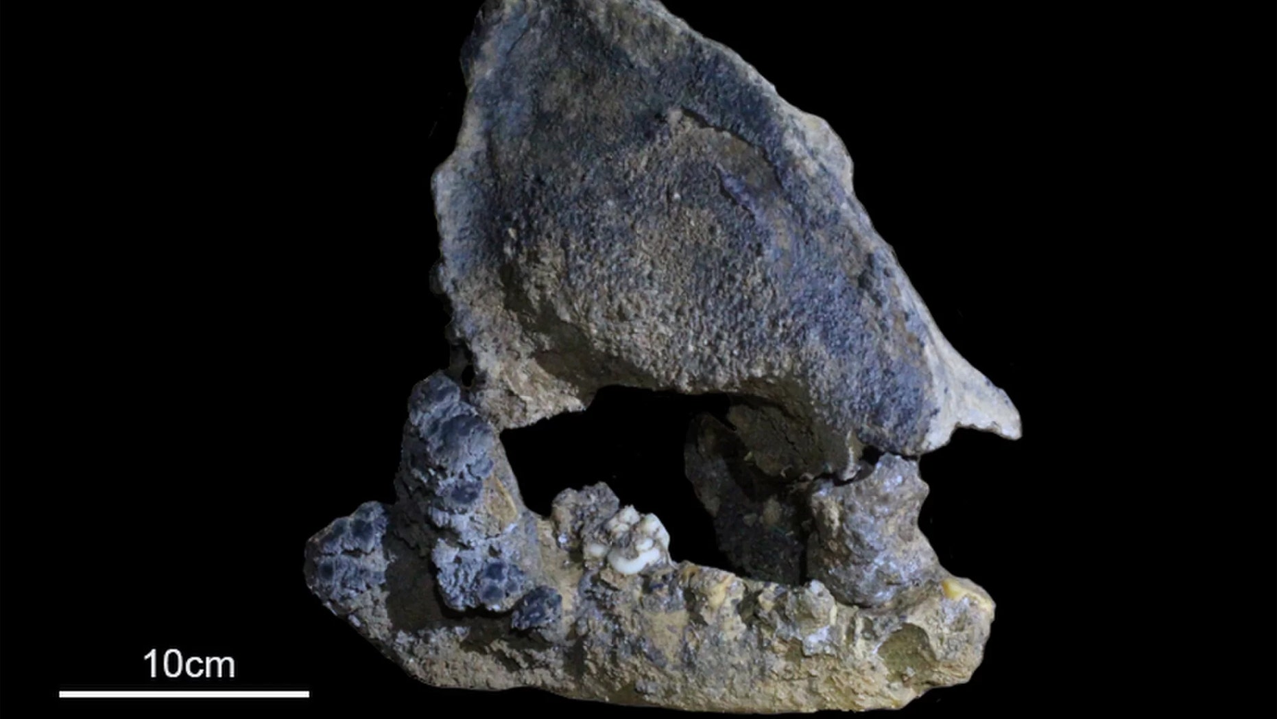 This is a picture provided by the researchers of the ancient panda fossil. Credit: Yingqi Zhang and Yong Xu