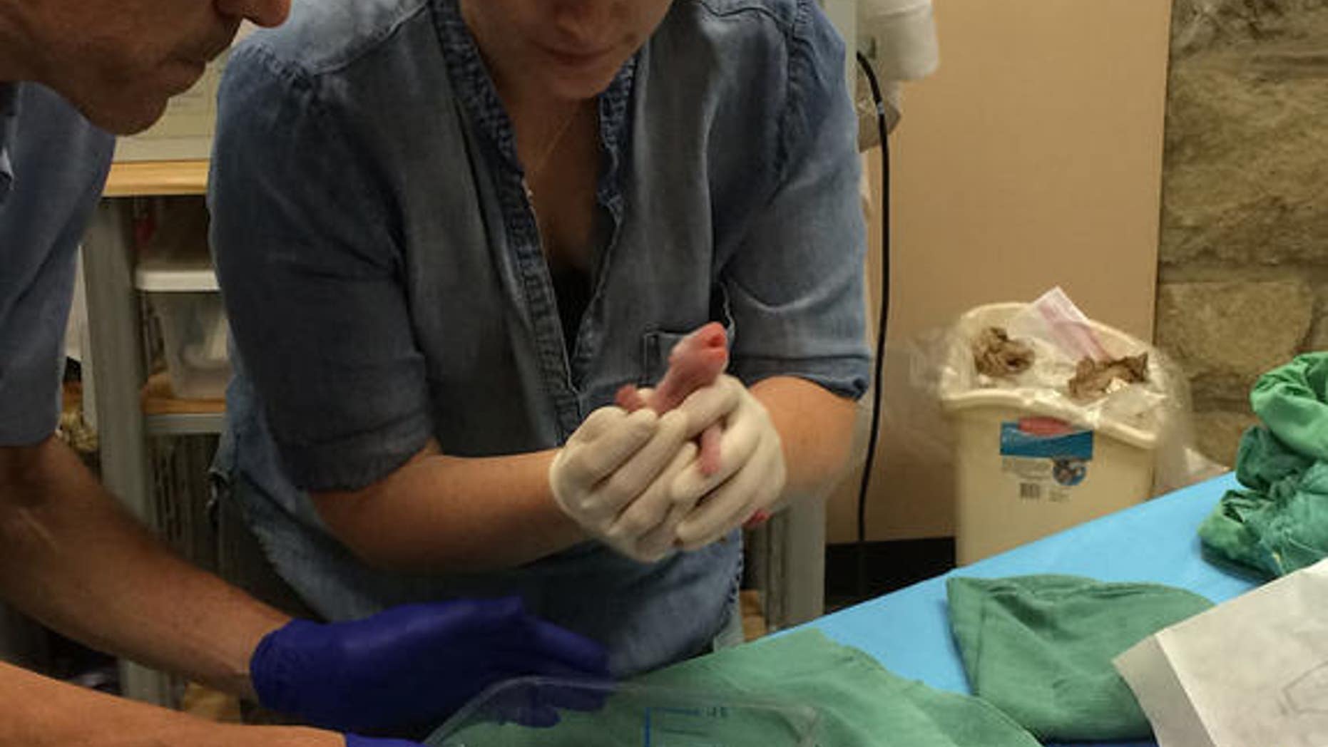 The second-retrieved cub squirms as a team examines its weight, length, mouth, heart rate and breathing.