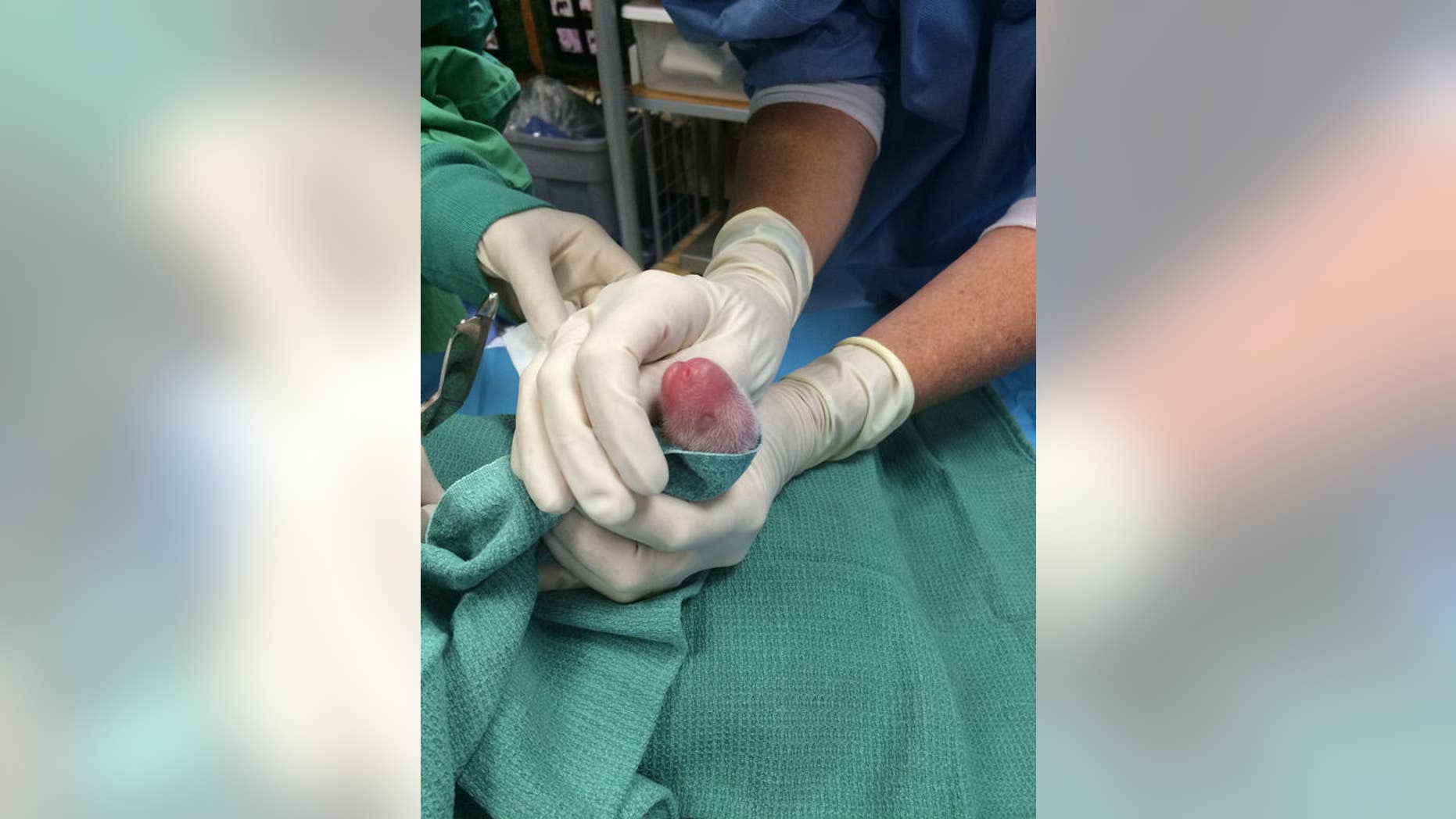 Veterinarians swaddle and examine the first-retrieved cub. Its sex won't be determined until a later date.