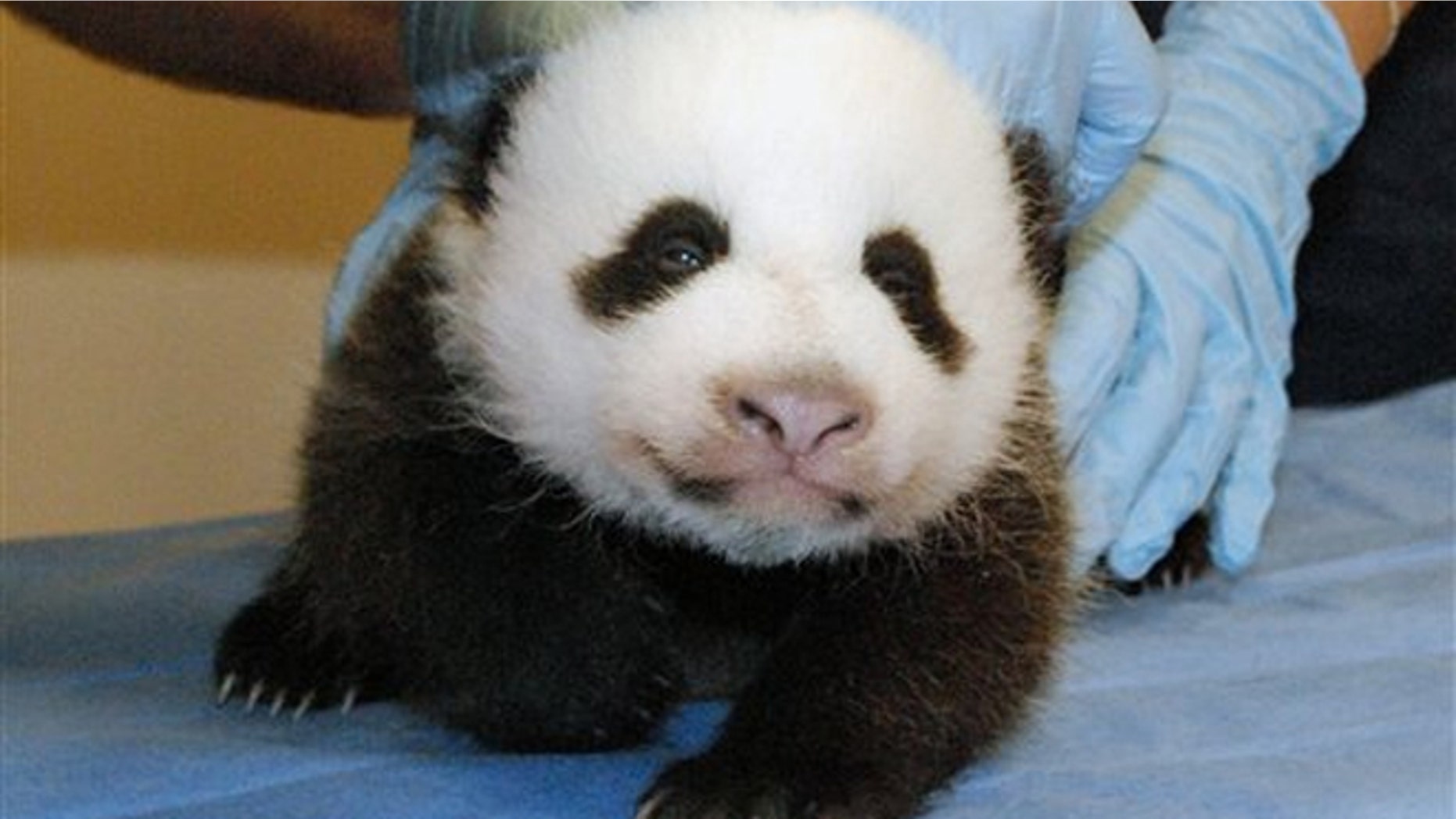 FILE: Mei Xiang's giant panda cub undergoing an exam on Oct. 11, 2013, at the zoo in Washington.
