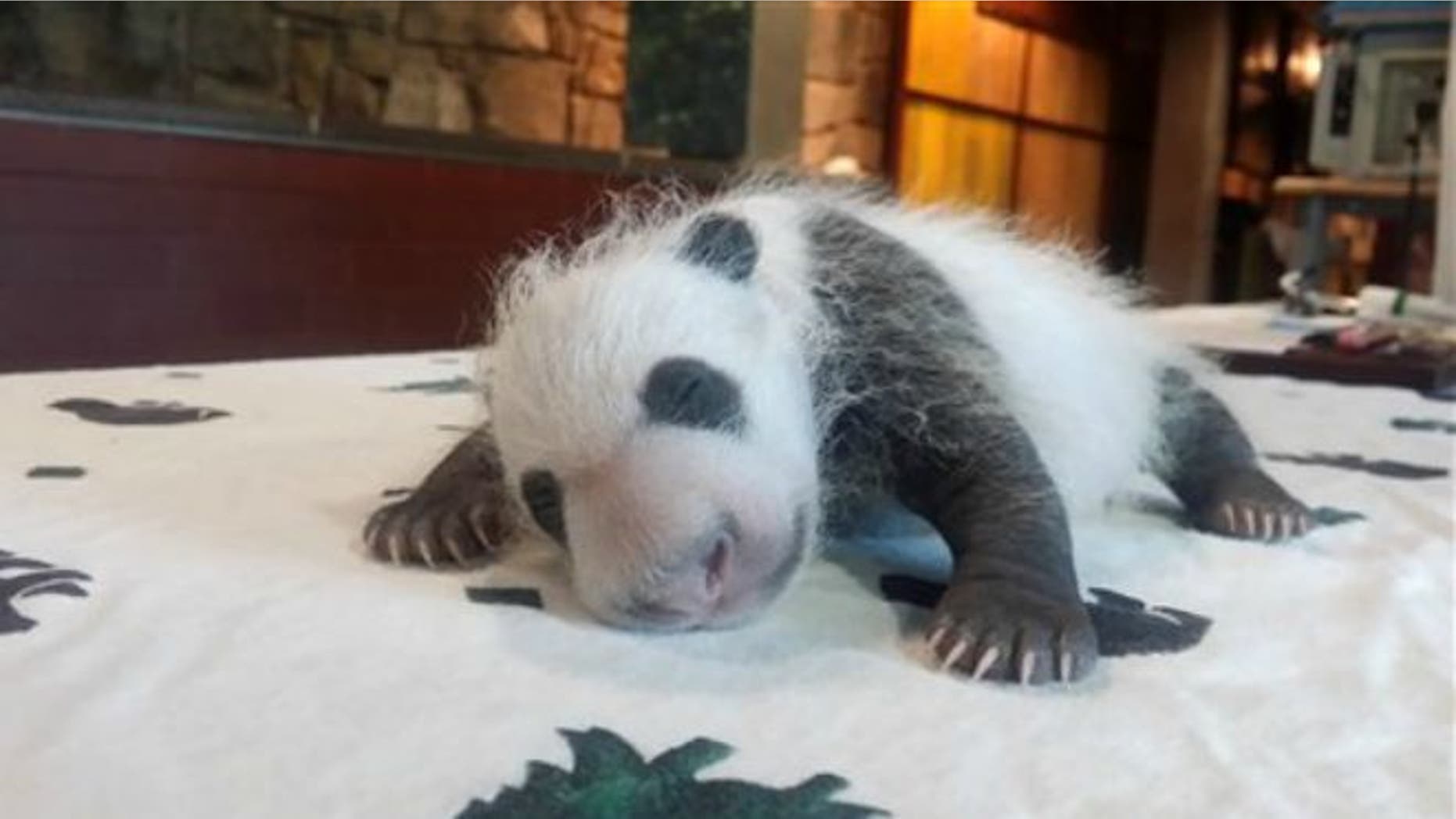 Sept. 14, 2015: This photo provided by the Smithsonian's National Zoo shows the baby Giant Panda, born Aug. 22, 2015, seen in Washington as keepers weighed the giant panda cub.