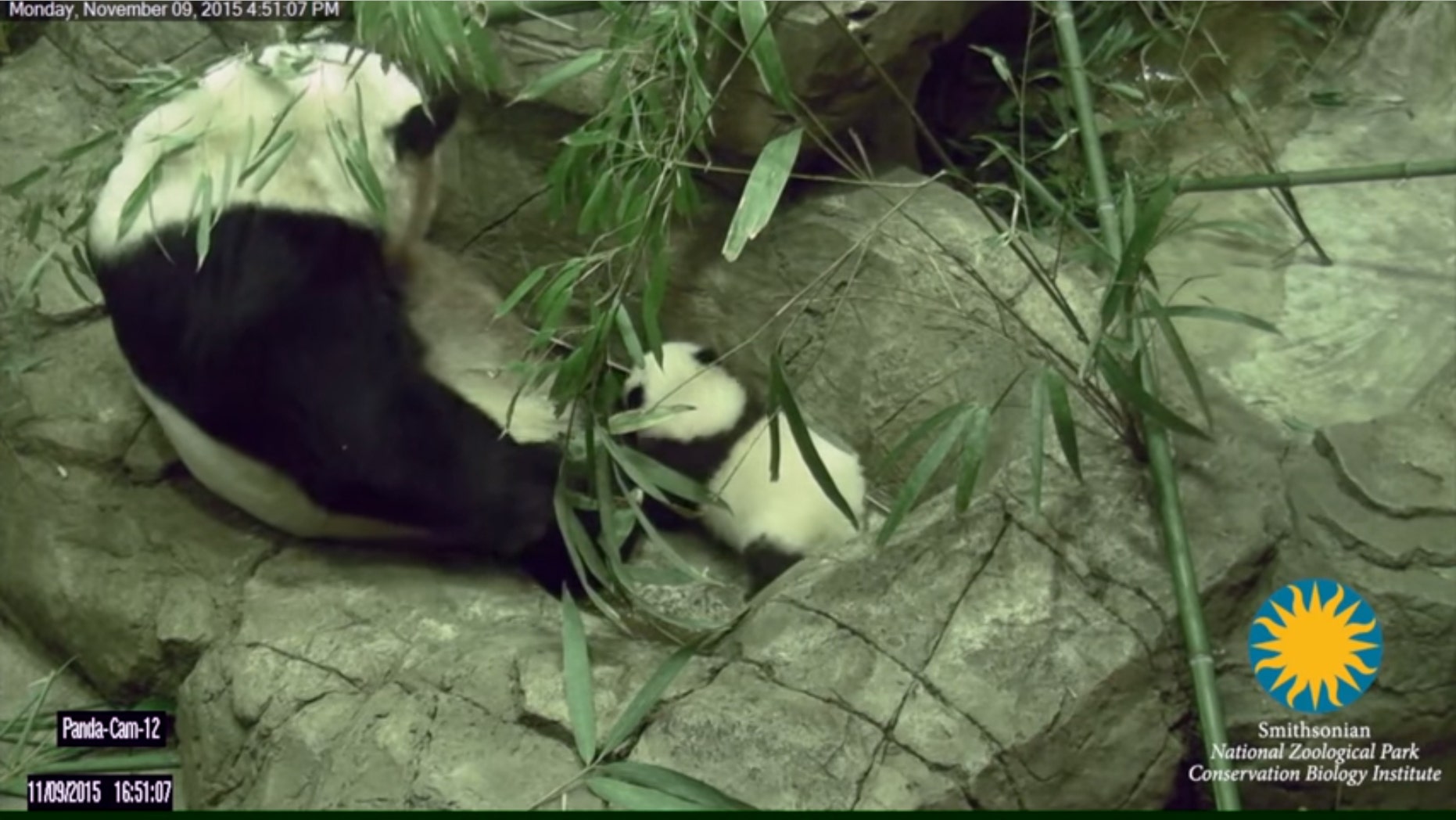 (Smithsonian’s National Zoo)