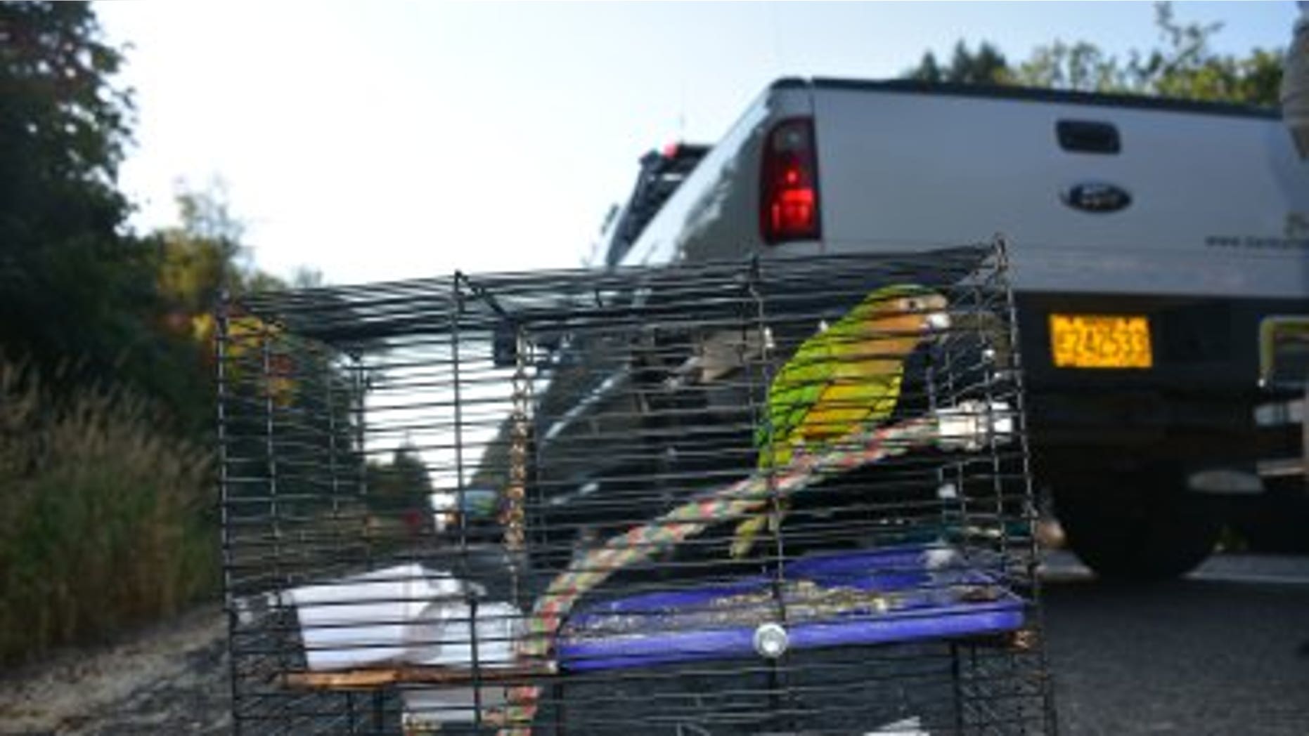 The parakeet survived the crash on Highway 26 in Oregon.