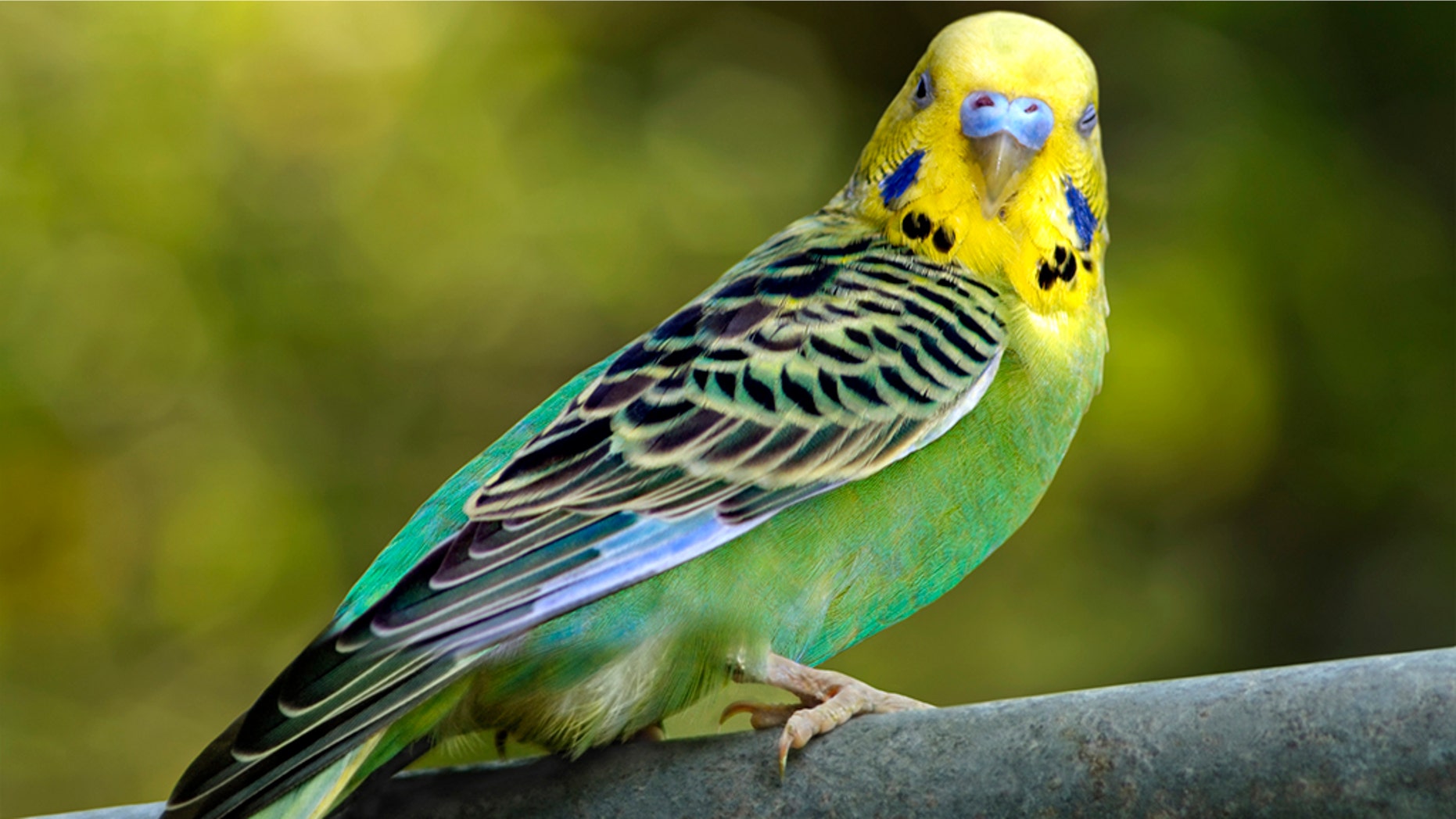 A New York man who earlier this year allegedly "snapped" his ex-wife’s parakeet in two in the midst of an altercation reportedly pleaded guilty to some charges this week that stemmed from the incident.
