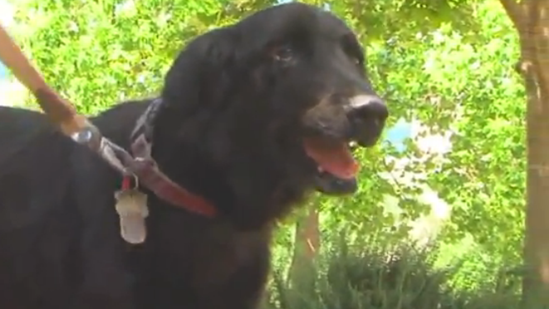 Leah, a 4-year-old border collie, became paralyzed after possibly getting kicked in the head by a deer or getting hit by a car. But thanks to a surgery at UC Davis' veterinary hospital, plus rehabilitation, she can walk again.