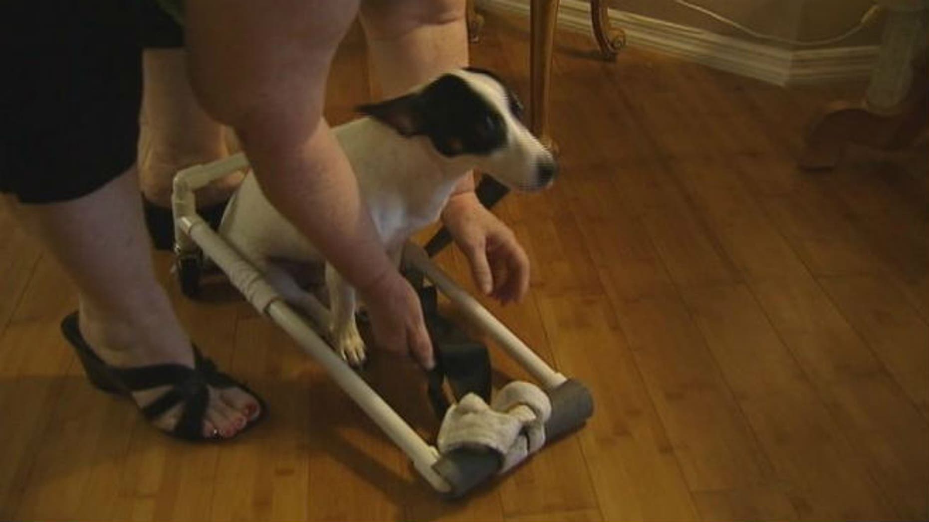 Paralyzed dog gets homemade wheelchair