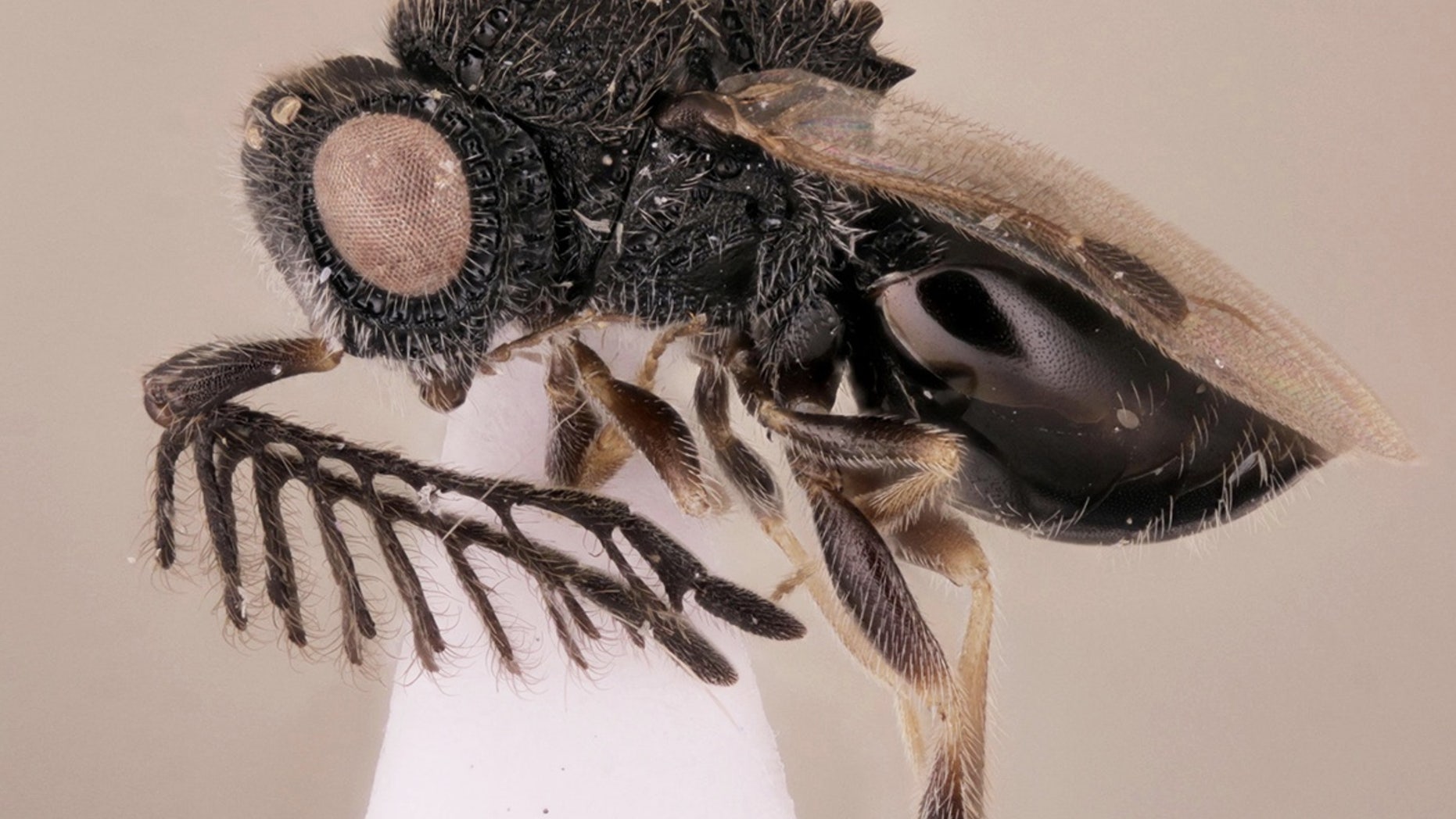 The new parasitoid wasp species, <i>Dendrocerus scutellaris</i>, wears a saw of sorts on its back.