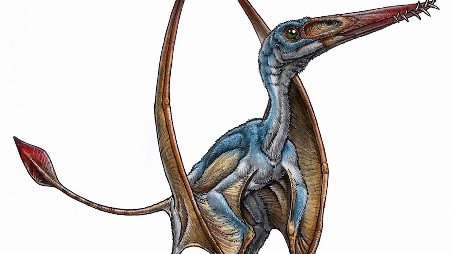 An artist's reconstruction of a new species of pterosaur, Allkaruen koi.