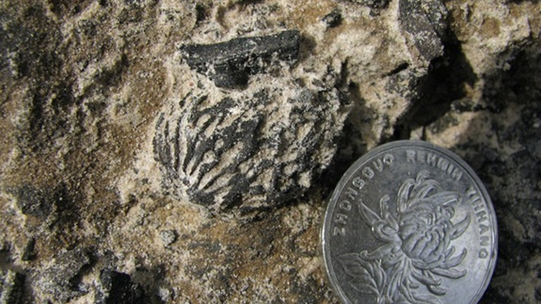 Fossilized peach pits discovered in China dating back more than 2.5 million years are identical to pits found in modern varieties of the fruit. The discovery indicates peaches evolved through natural selection, long before humans arrived and do