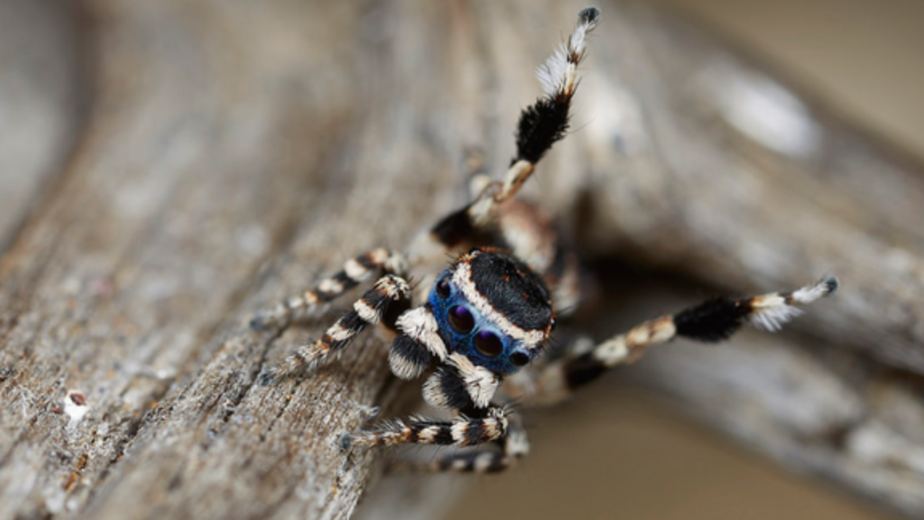 Dancing peacock spider is a sensation Fox News