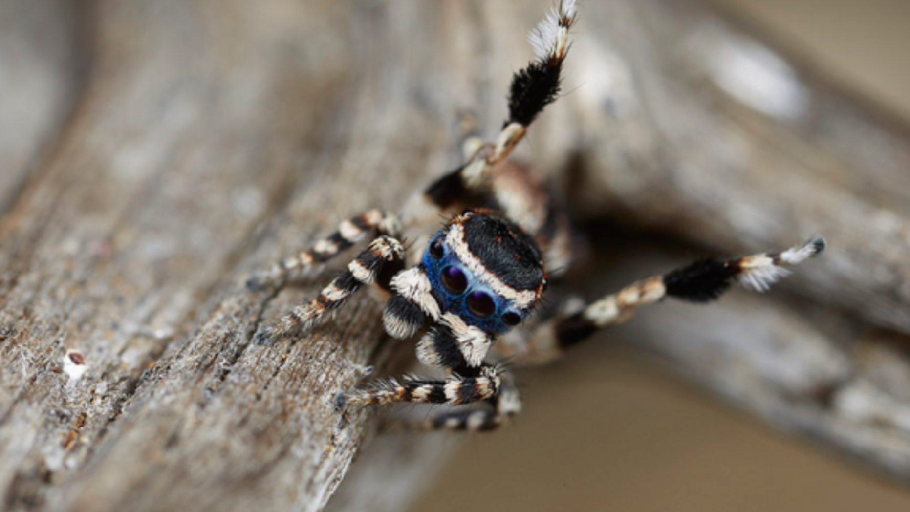 A male Maratus personatus lifts a leg as part of his impressive mating dance.