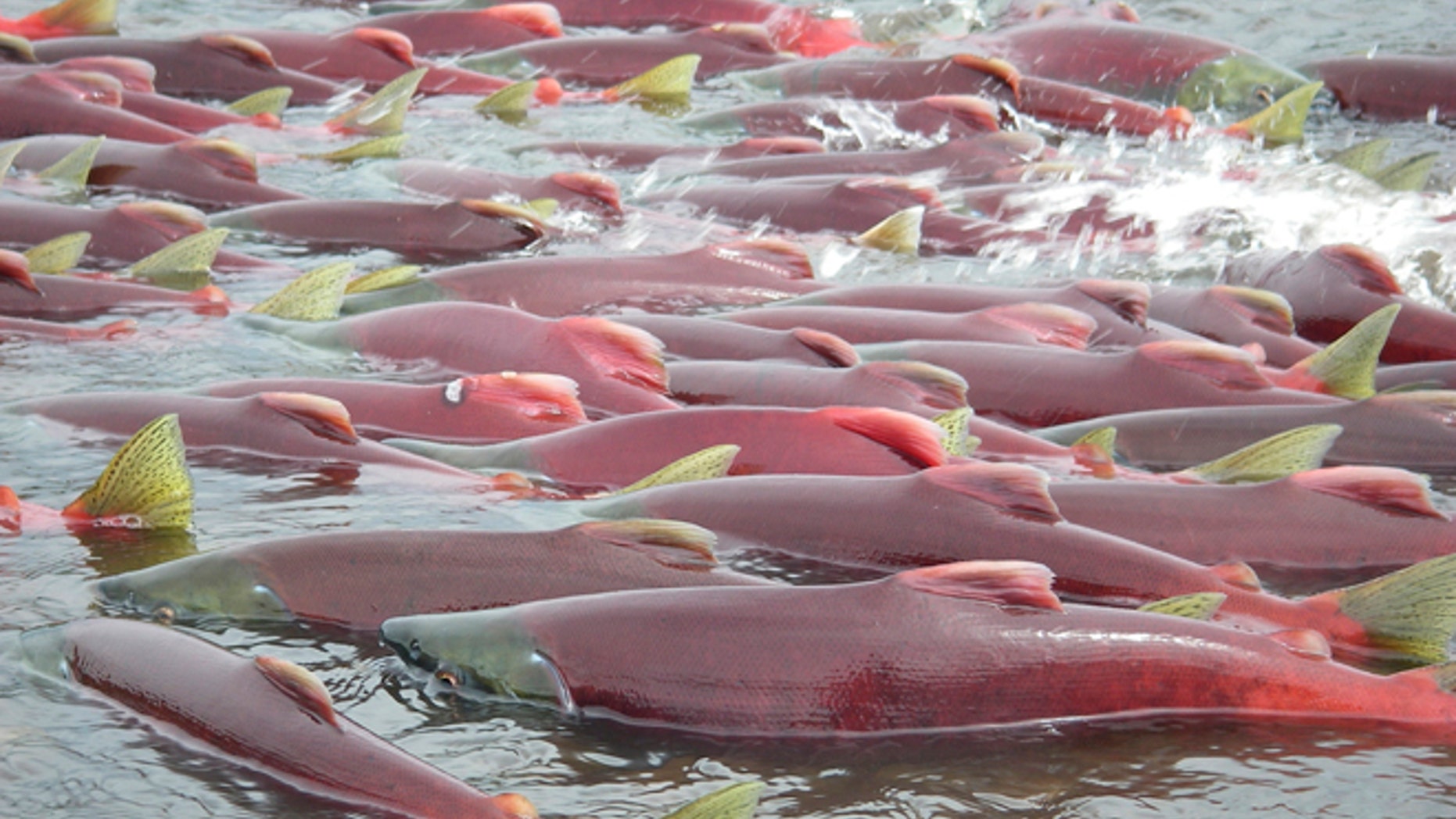 Sockeye salmon are seen in Bristol Bay, Alaska, in an undated handout picture provided by the Environmental Protection Agency (EPA). Large-scale mining in the Bristol Bay watershed poses serious risks to salmon and native cultures in this pristine corner of southwest Alaska, the U.S. Environmental Protection Agency said in a report released on Wednesday. REUTERS/Environmental Protection Agency/Handout via Reuters (UNITED STATES - Tags: ANIMALS ENVIRONMENT) ATTENTION EDITORS - THIS IMAGE HAS BEEN SUPPLIED BY A THIRD PARTY. FOR EDITORIAL USE ONLY. NOT FOR SALE FOR MARKETING OR ADVERTISING CAMPAIGNS. IT IS DISTRIBUTED, EXACTLY AS RECEIVED BY REUTERS, AS A SERVICE TO CLIENTS - RTX17FN4