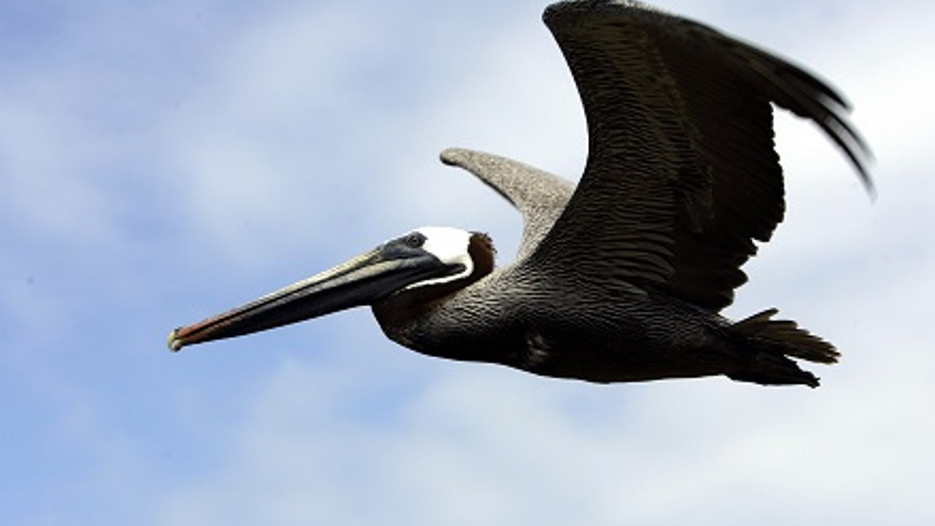 A brown pelican