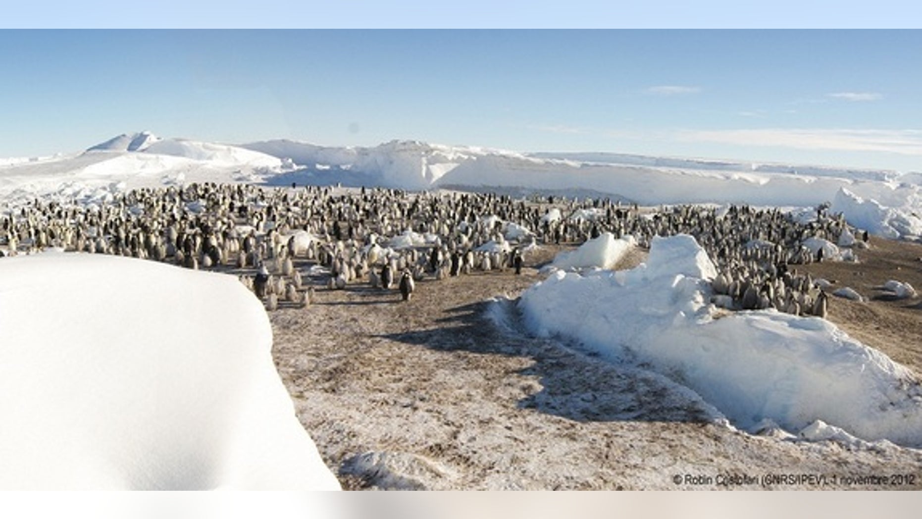 One of the new emperor penguin colonies observed by French researchers on Nov. 1, 2012.