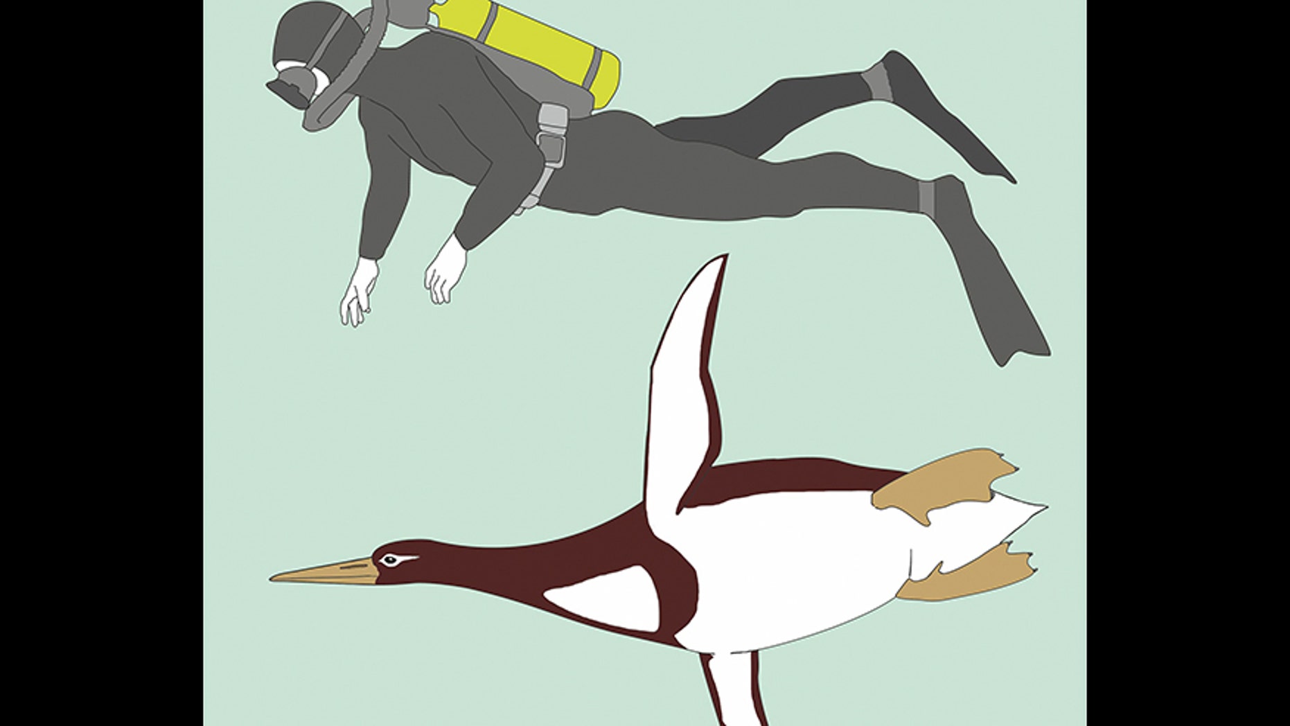 This illustration provided by Gerald Mayr shows the sizes of an ancient giant penguin Kumimanu biceae and a human being.