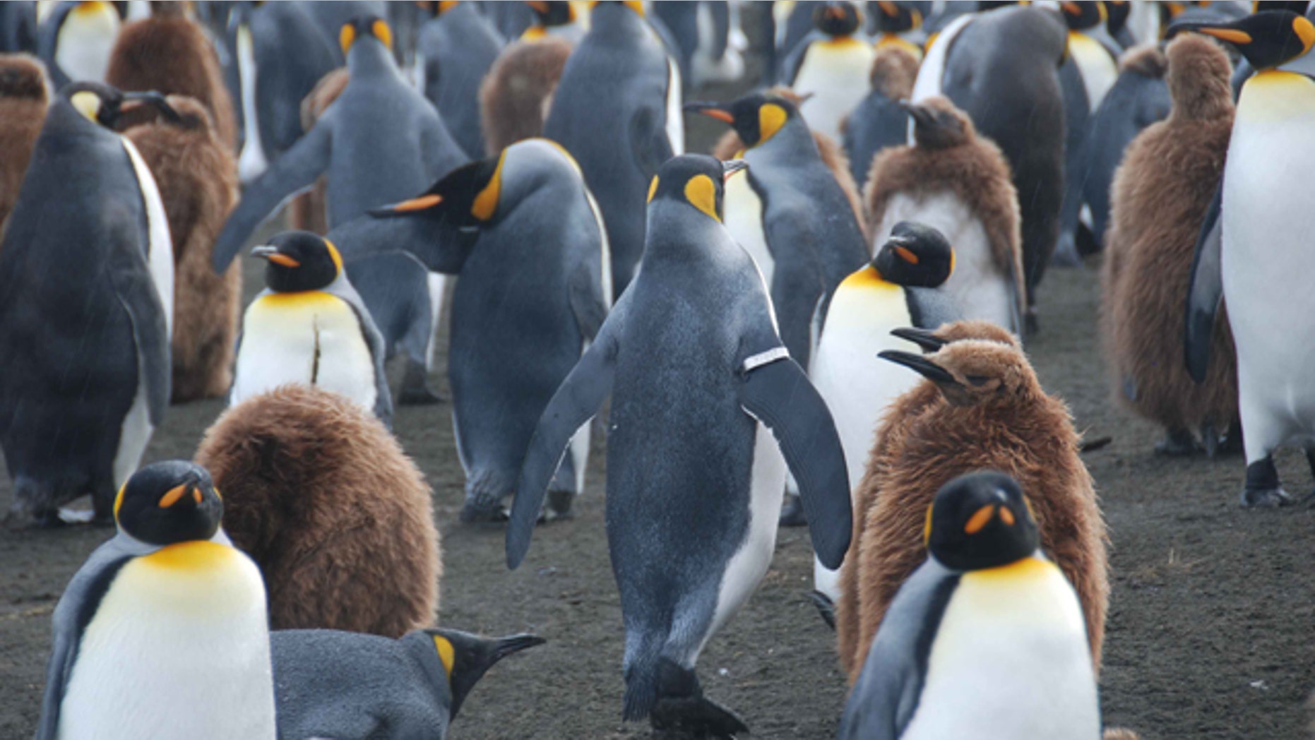 A King penguin with a tracking band on its flipper walks among other adults and juveniles on the sub-antarctic island of Crozet. A new study now shows these bands have hugely detrimental impact.