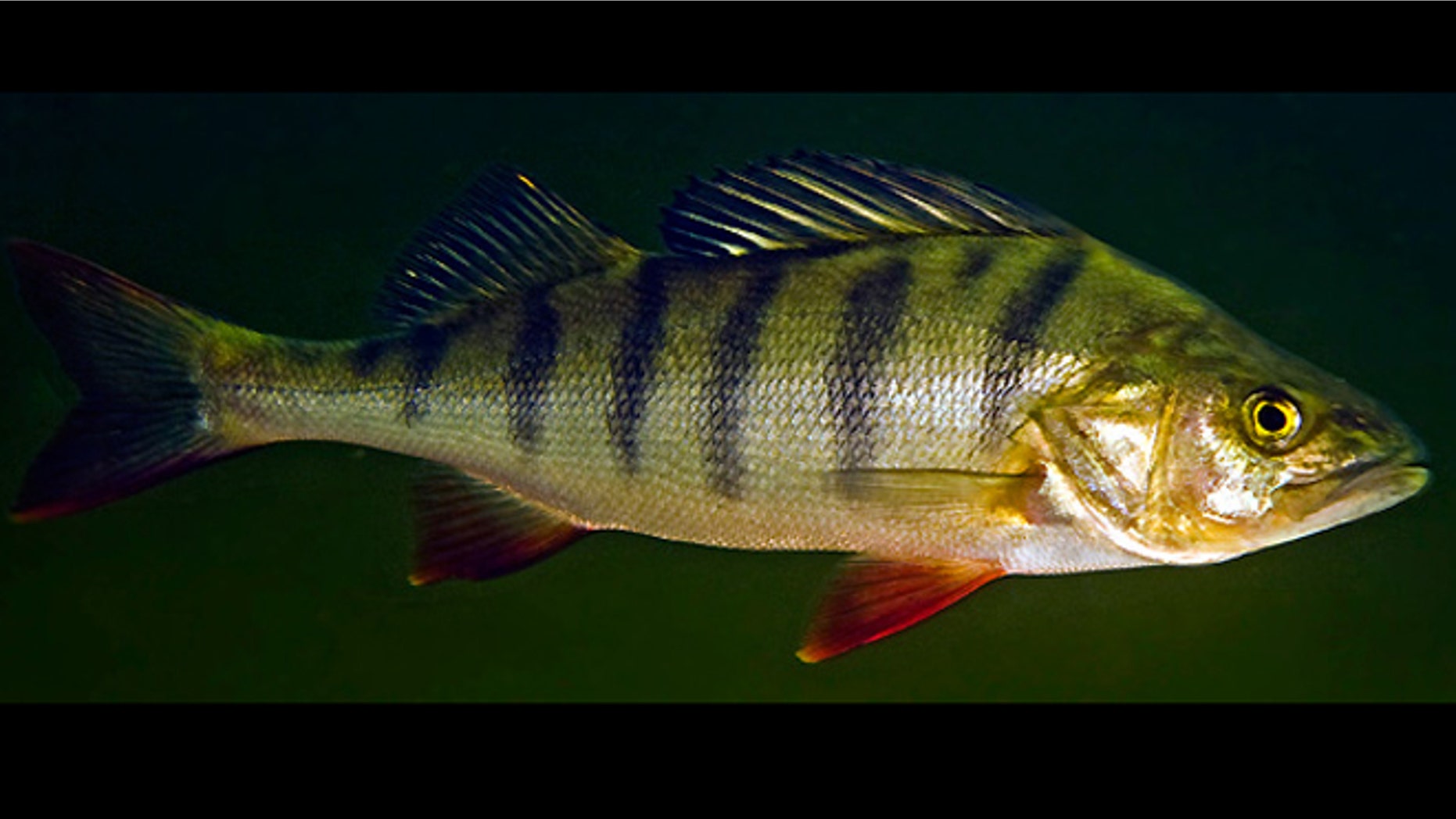 A European Perch, (Perca fluviatilis).