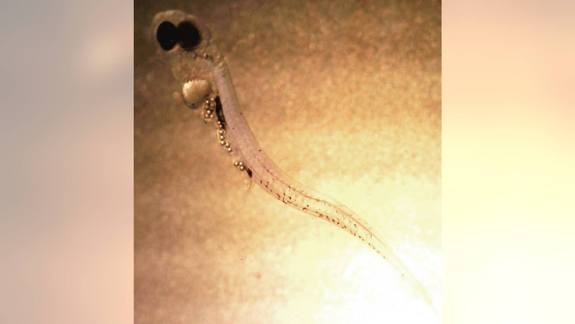 Larval perch from the Baltic Sea that has filled its stomach with microplastic waste particles (Oona Lönnstedt).