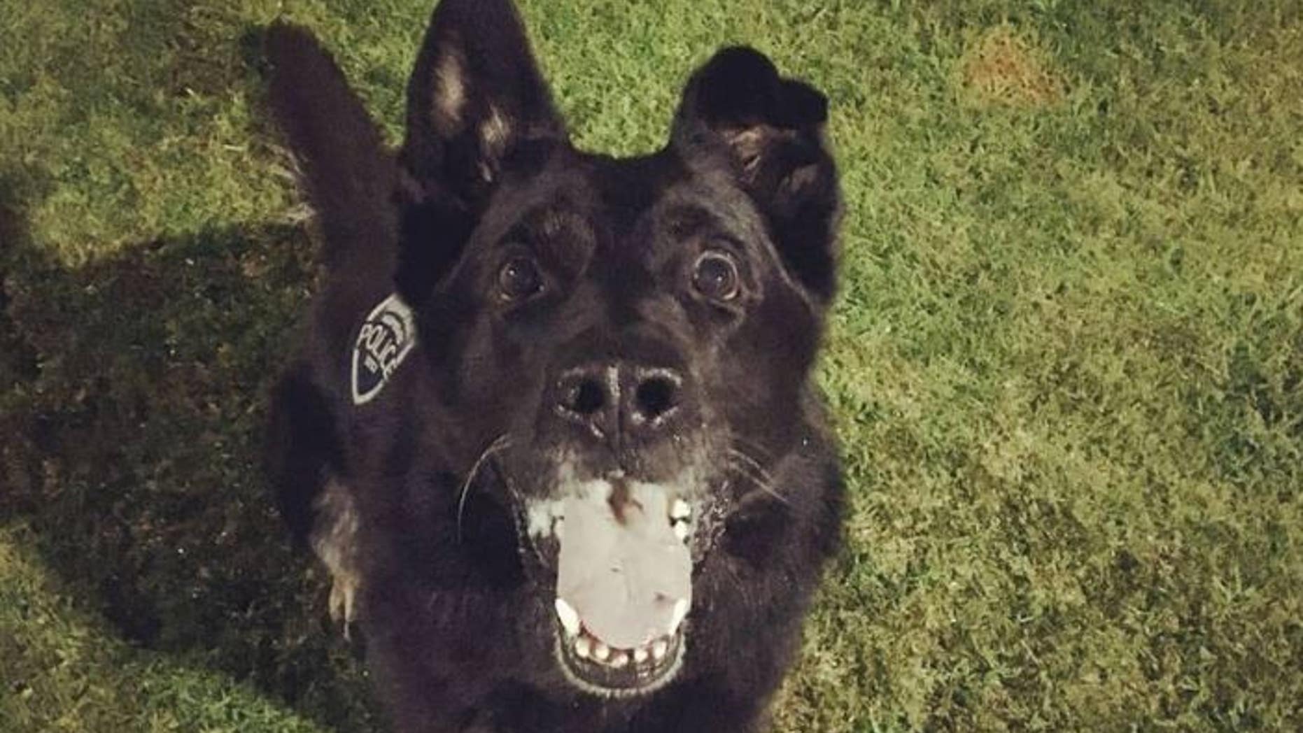 Perro, a K9 dog with the Fountain Valley Police Department, was punched while helping officers arrest a suspect.