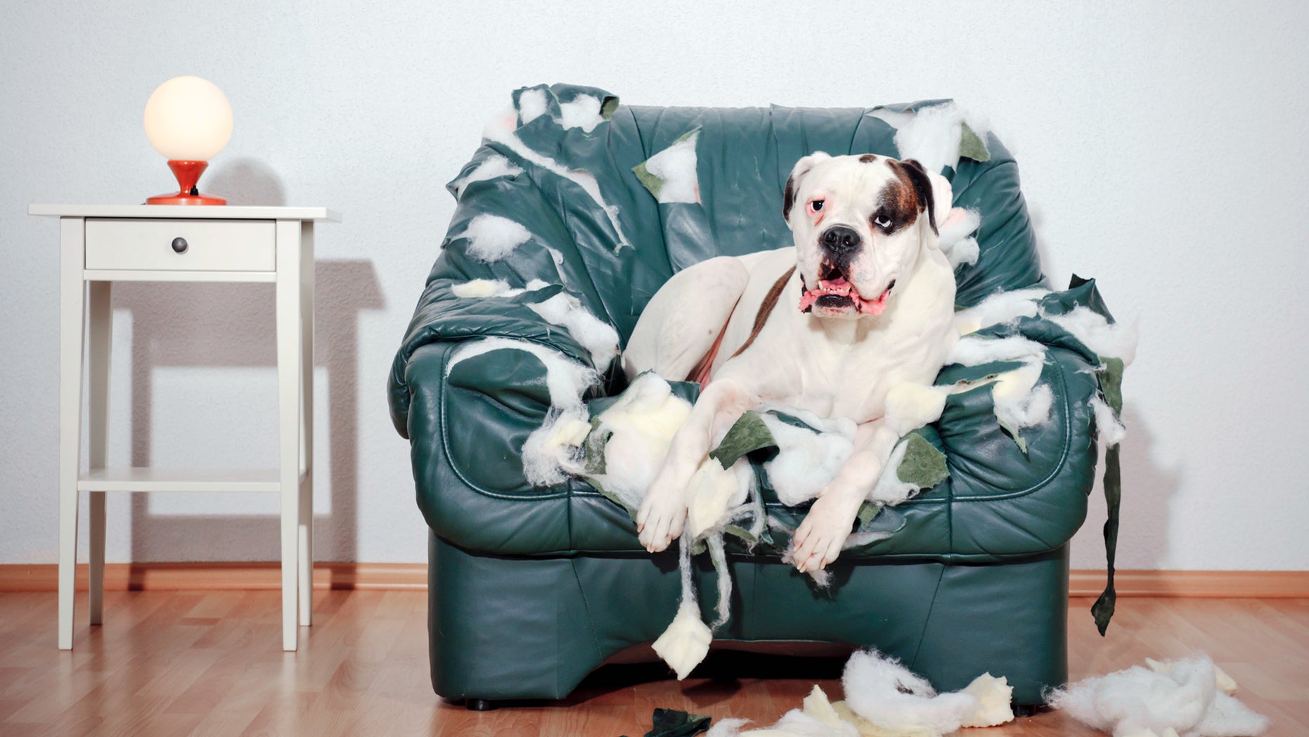 pet-damage