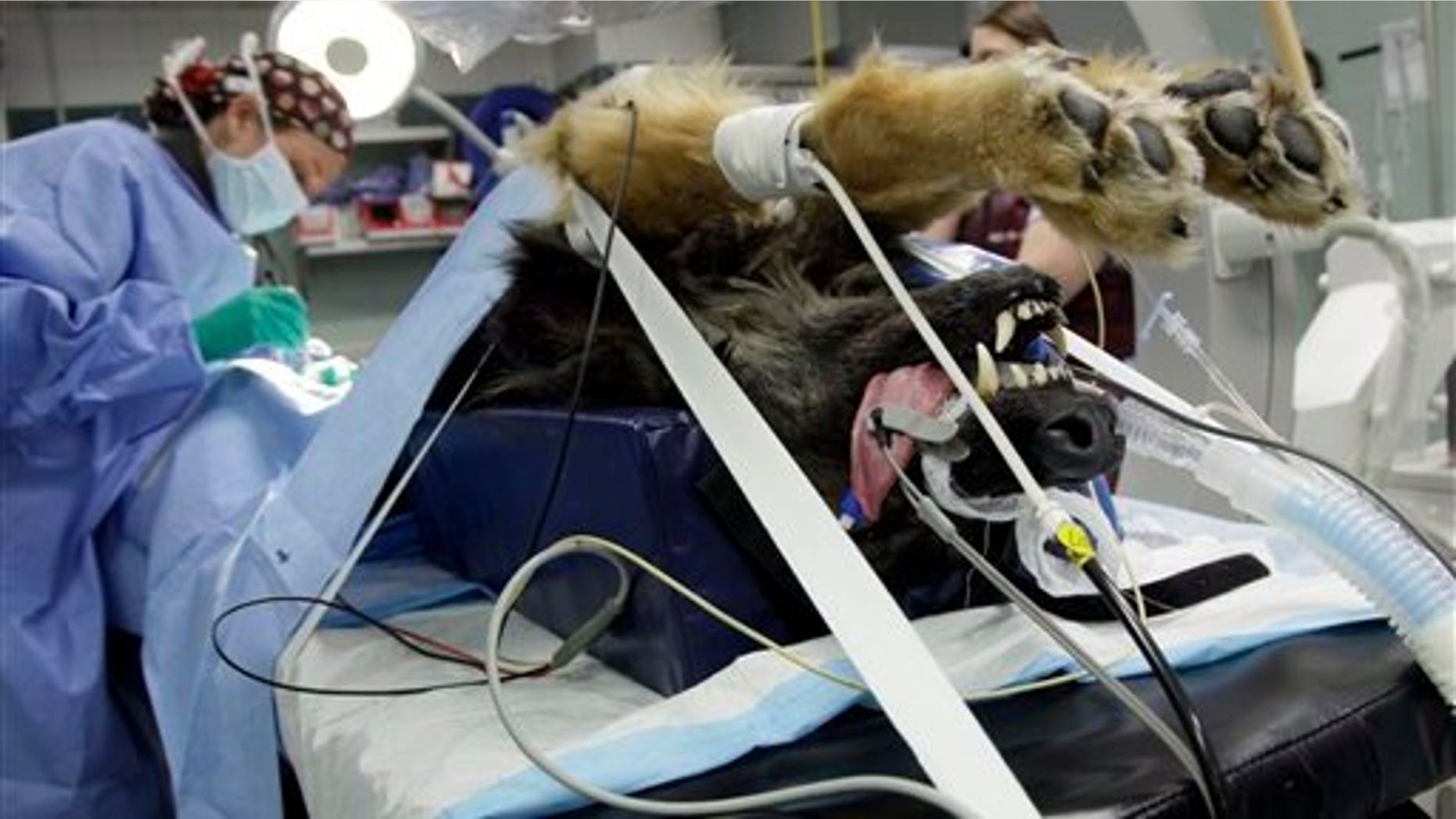 June 22: A German Shepherd receives chemotherapy from Dr. Allyson Berent at the Animal Medical Center of New York. (AP)
