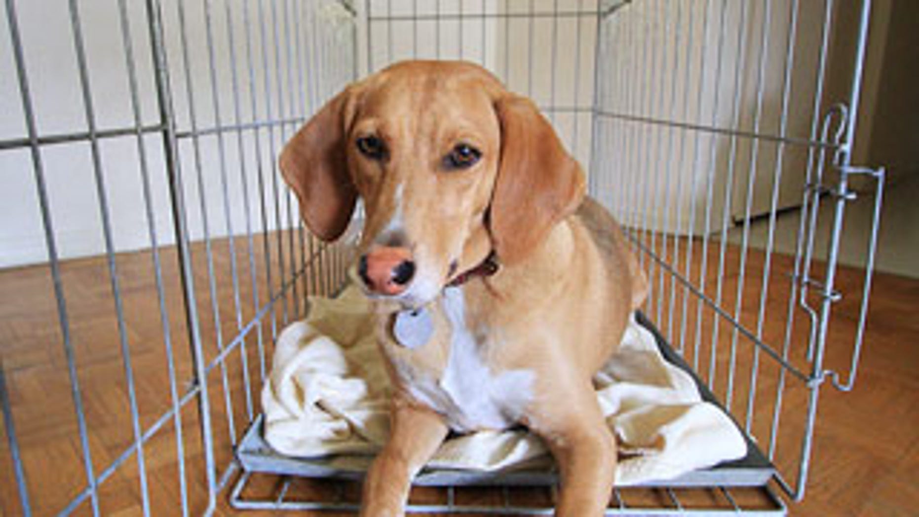 continental airlines pet cargo